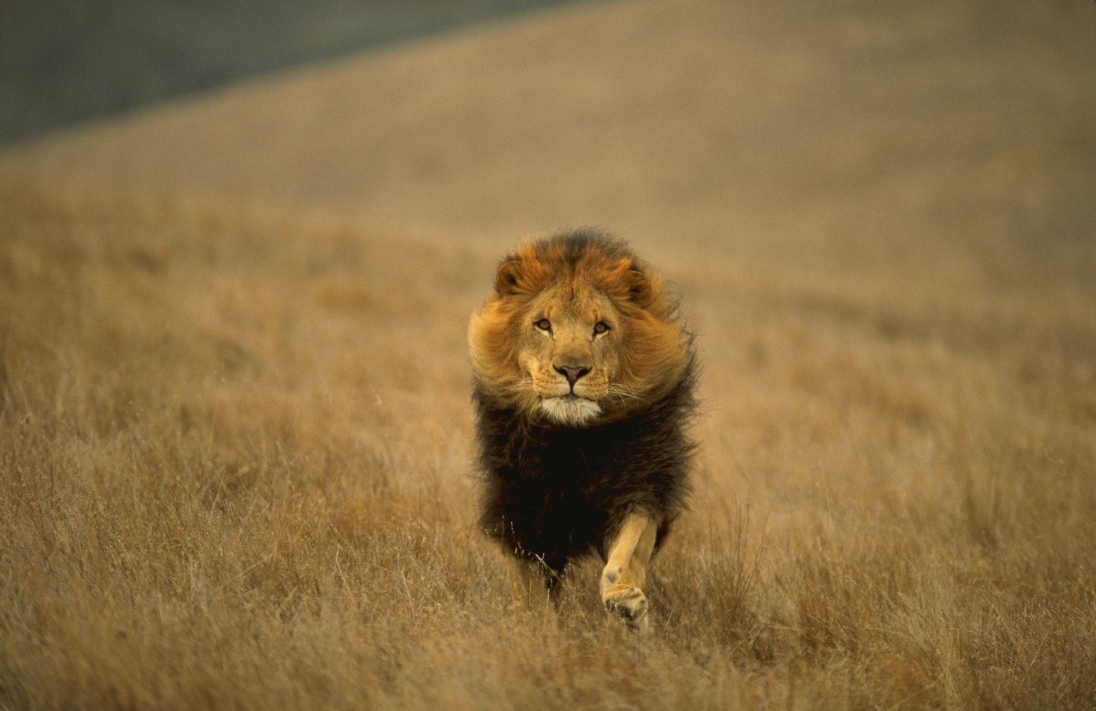 lion, animal, cats download HD wallpaper