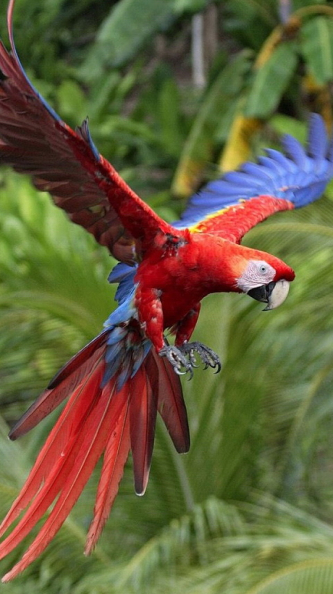 Download mobile wallpaper Birds, Animal, Scarlet Macaw for free.