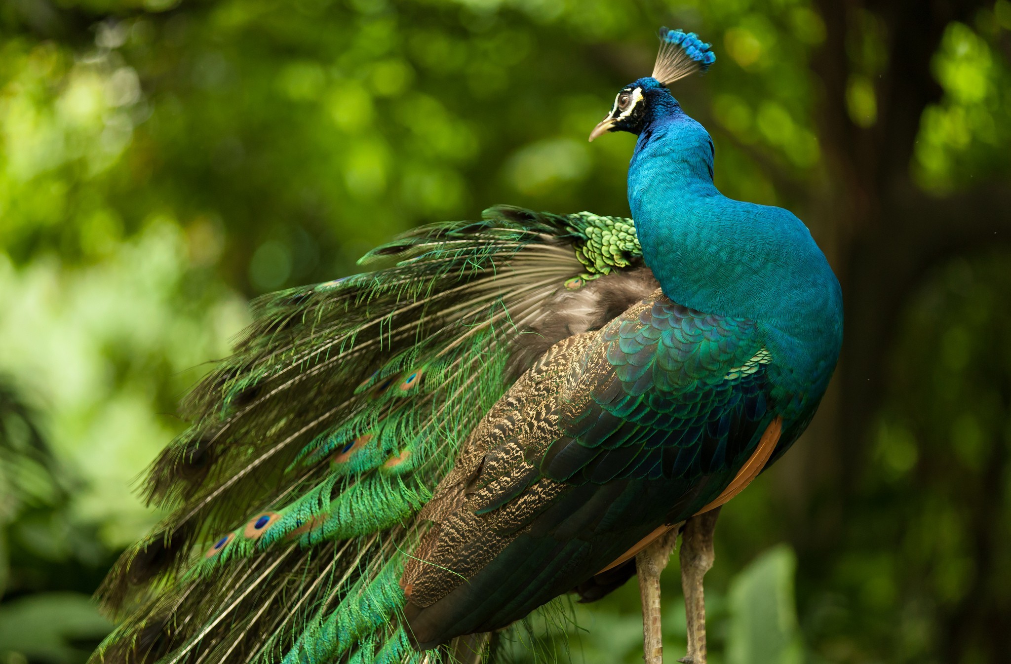 Download mobile wallpaper Peacock, Bird, Birds, Animal for free.