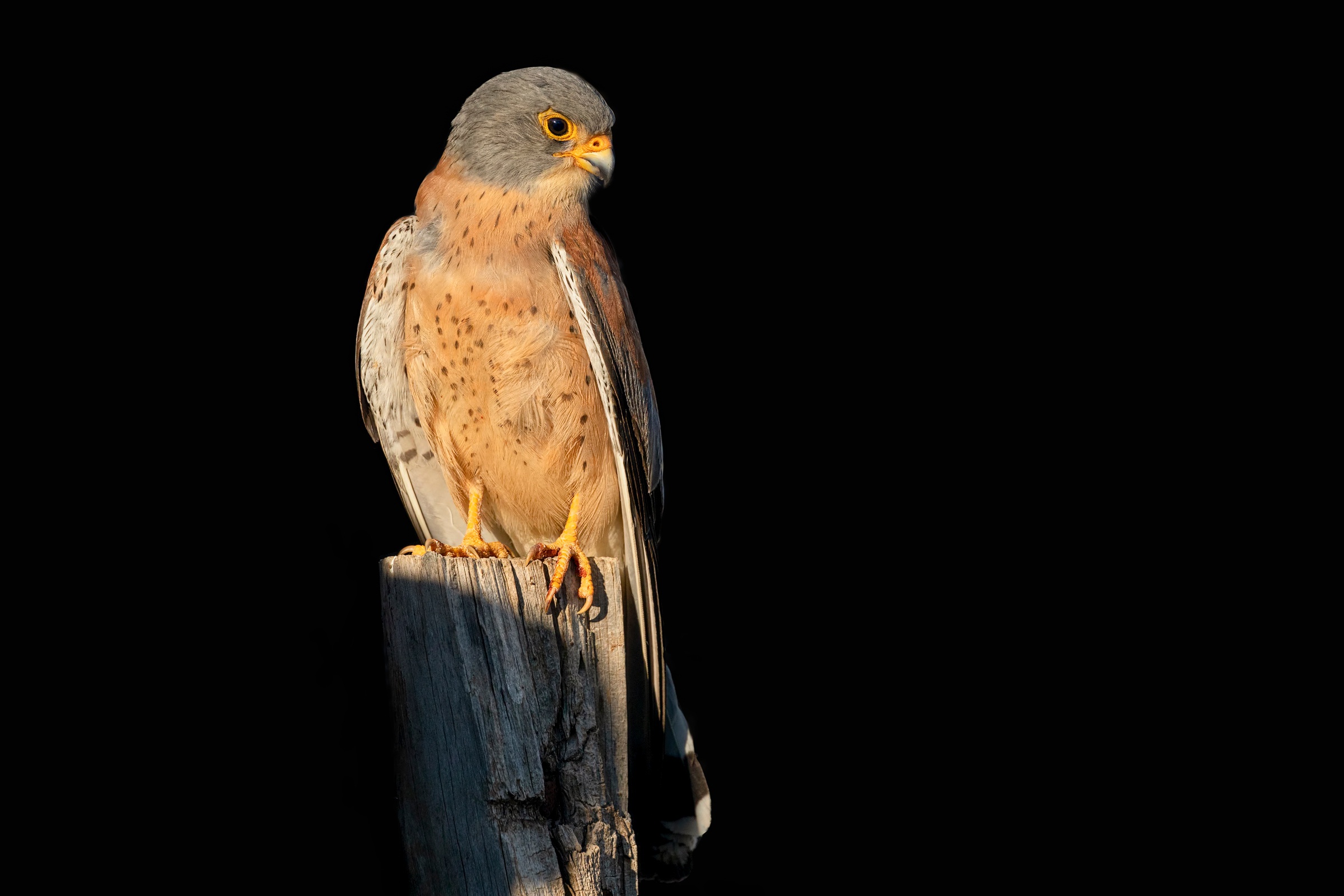 Download mobile wallpaper Birds, Animal, Kestrel for free.
