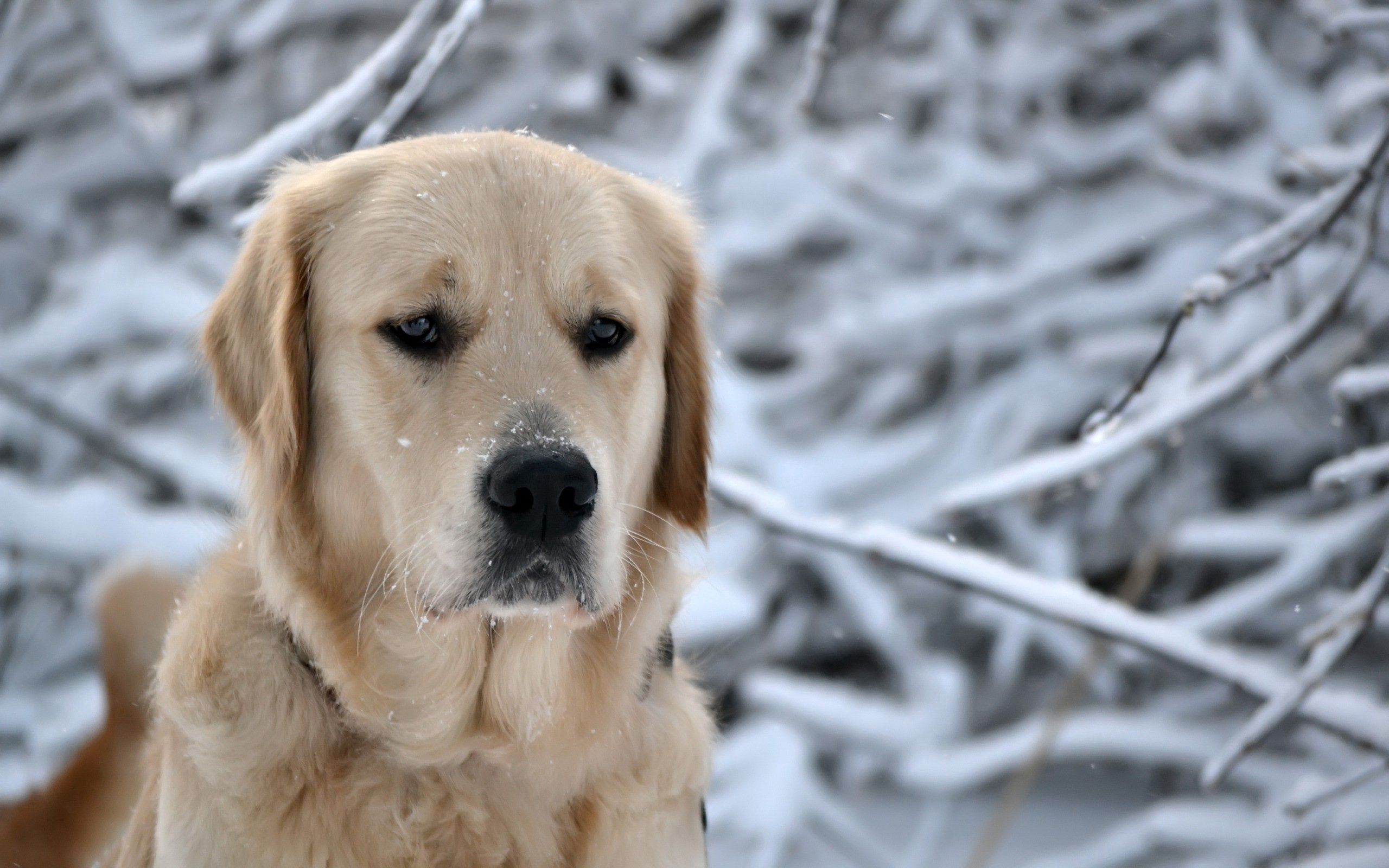 animals, snow, dog, muzzle, sadness, labrador, sorrow