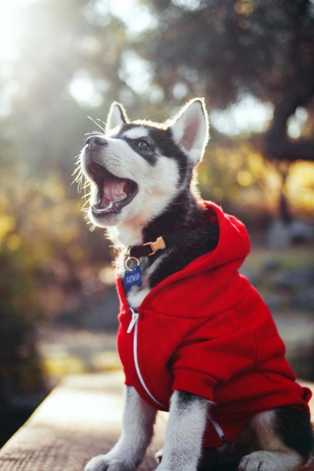 無料モバイル壁紙動物, 犬, 子犬, シベリアンハスキーをダウンロードします。