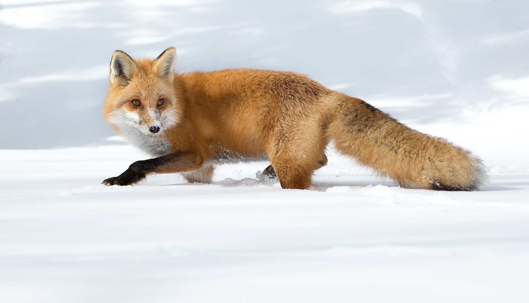 Laden Sie das Tiere, Schnee, Fuchs-Bild kostenlos auf Ihren PC-Desktop herunter