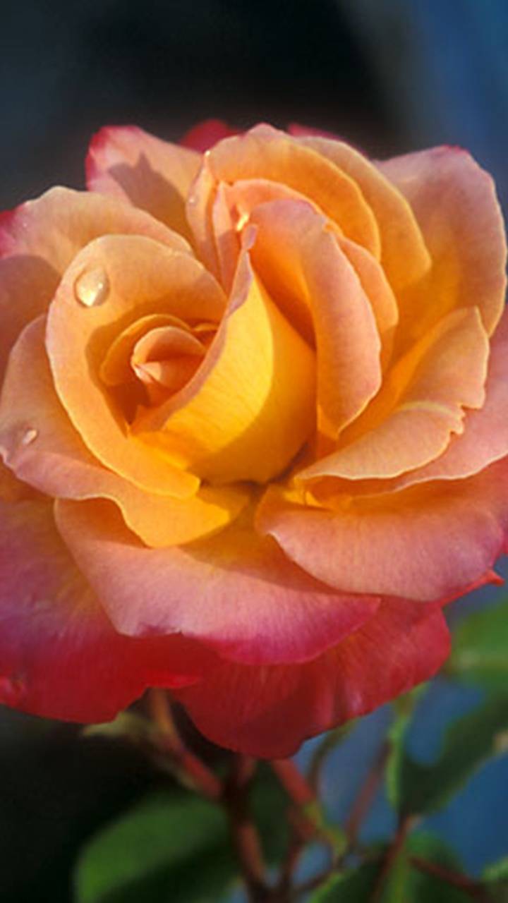 Скачать картинку Цветок, Роза, Земля, Земля/природа, Персиковый Цветок, Флауэрсы в телефон бесплатно.