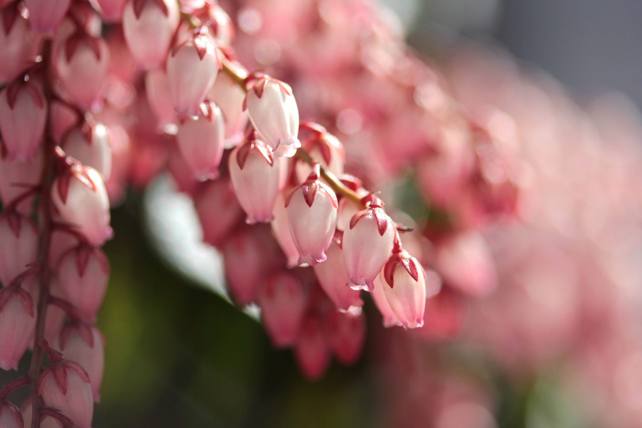 Laden Sie das Blumen, Blume, Erde/natur-Bild kostenlos auf Ihren PC-Desktop herunter