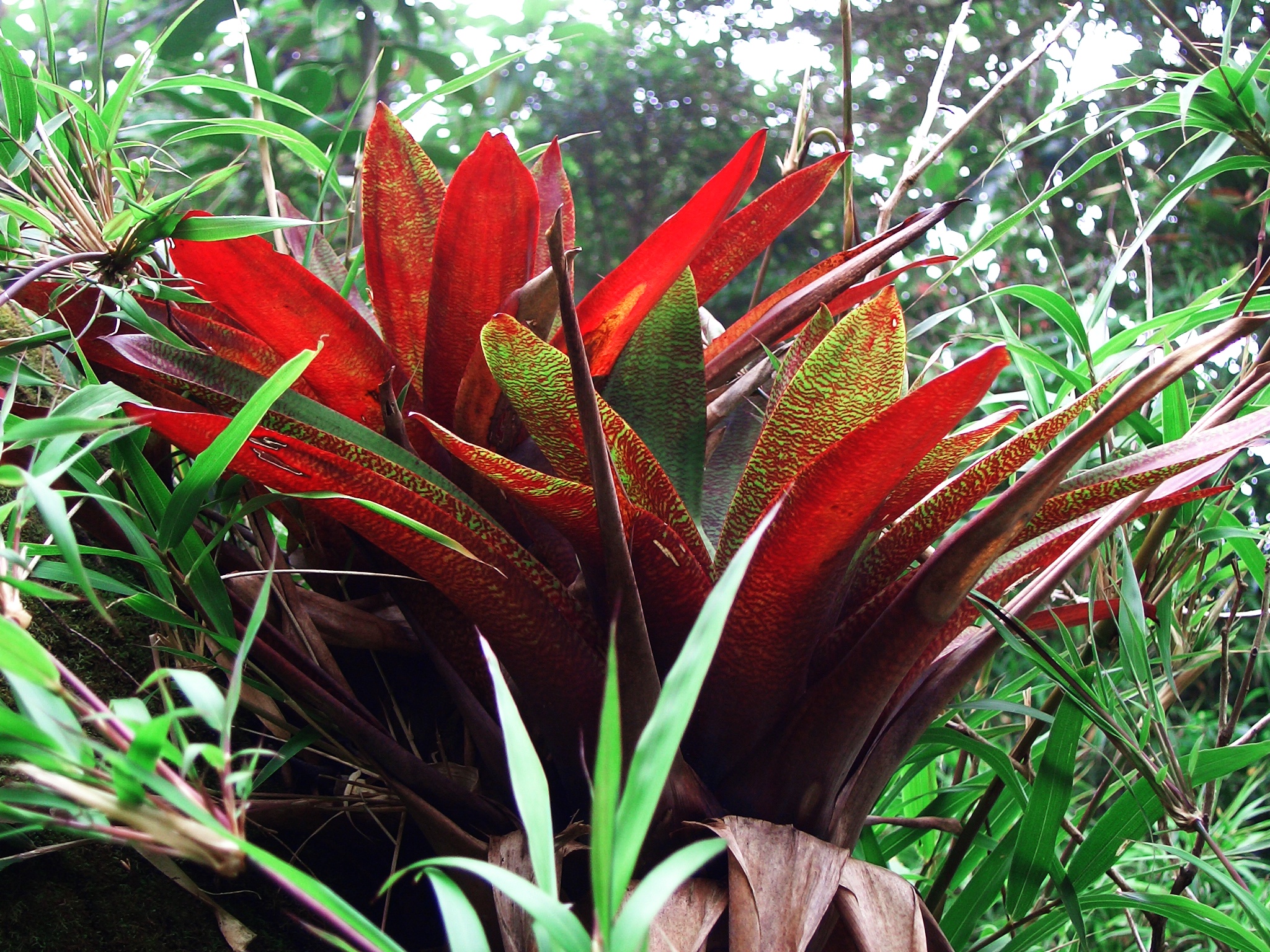 Téléchargez gratuitement l'image Plante, Terre/nature sur le bureau de votre PC