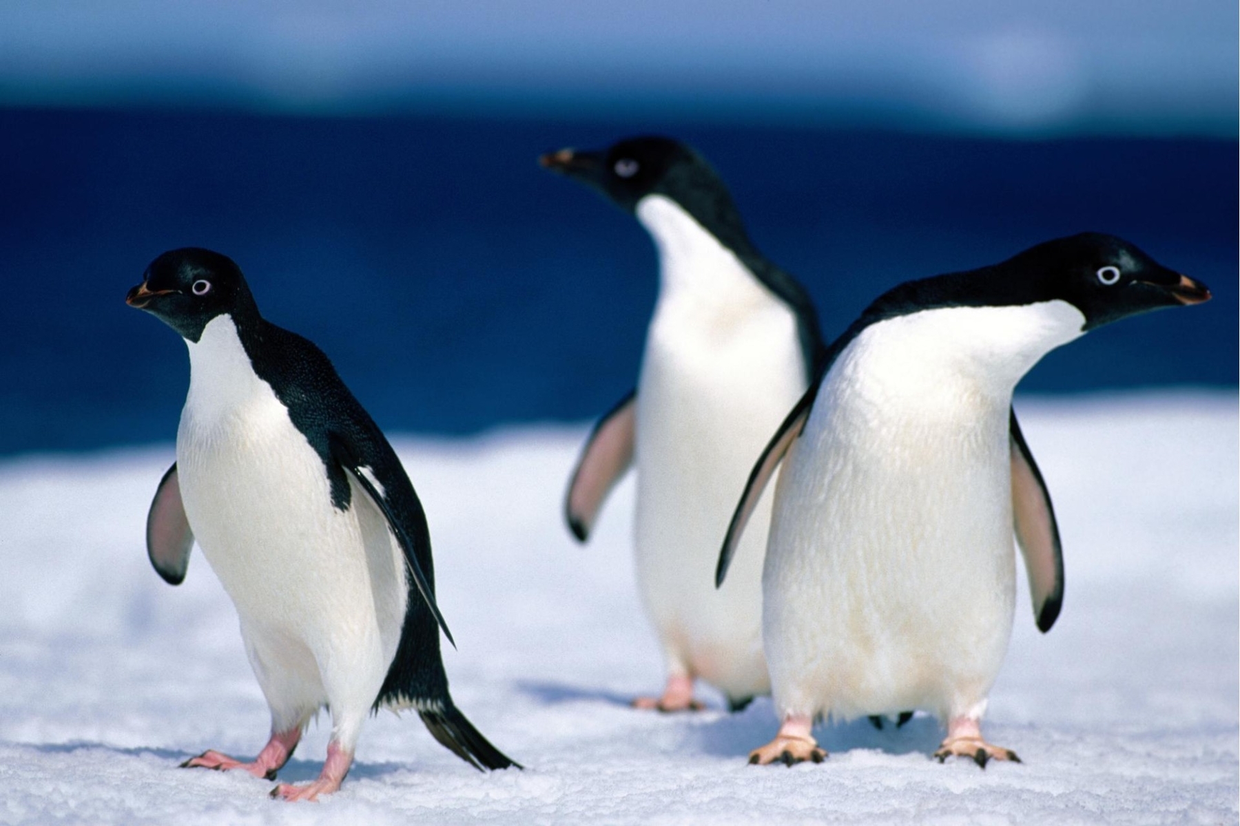 birds, animals, pinguins, blue Image for desktop