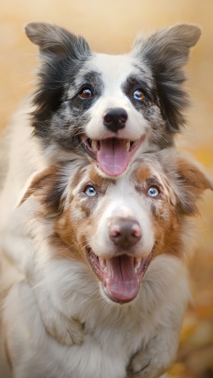 Download mobile wallpaper Dogs, Dog, Animal, Friend, Border Collie for free.