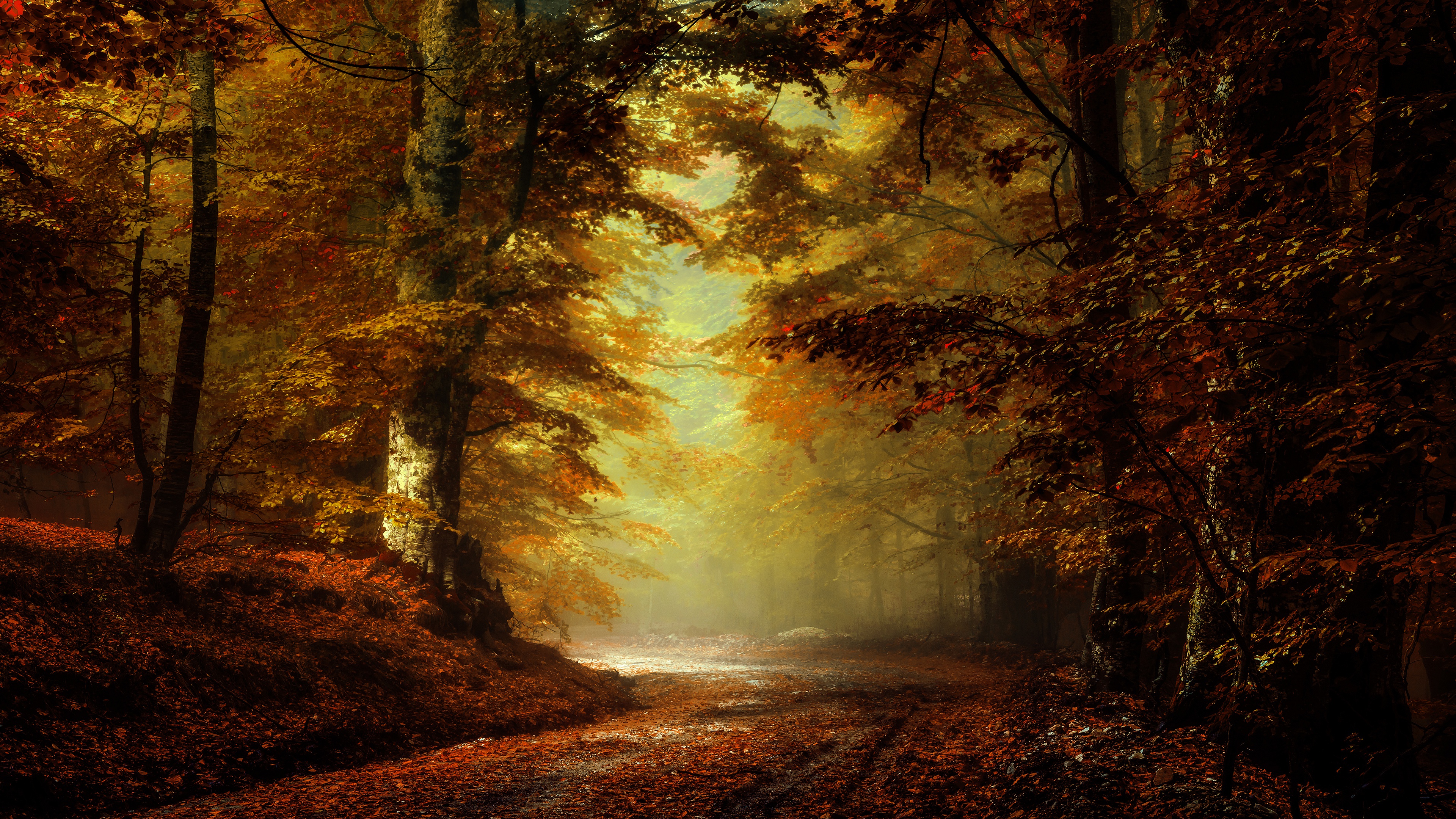 Скачать обои бесплатно Природа, Осень, Дорога, Лес, Парк, Дорожка, Земля/природа картинка на рабочий стол ПК