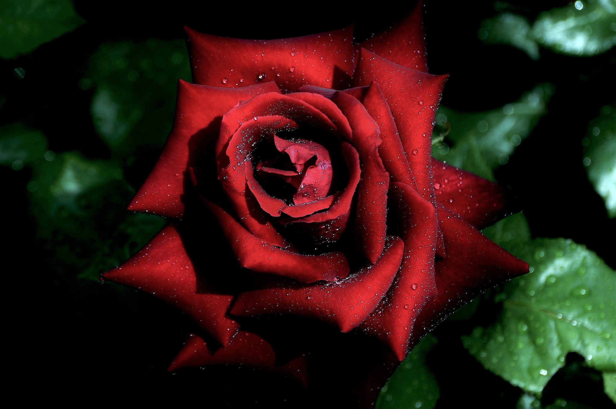 Скачать картинку Цветок, Роза, Крупный План, Красная Роза, Красный Цветок, Земля/природа, Флауэрсы в телефон бесплатно.