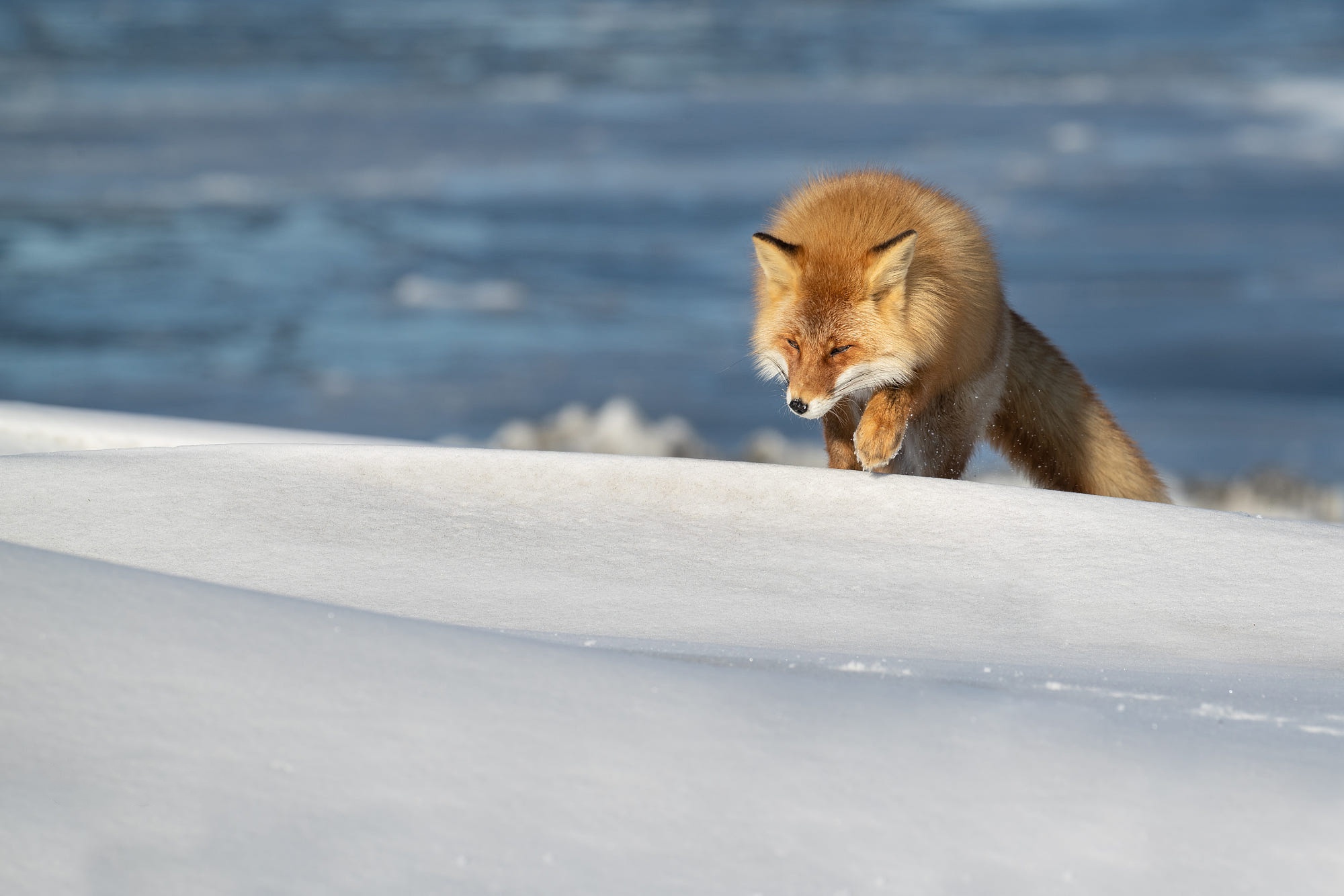 Download mobile wallpaper Fox, Animal for free.