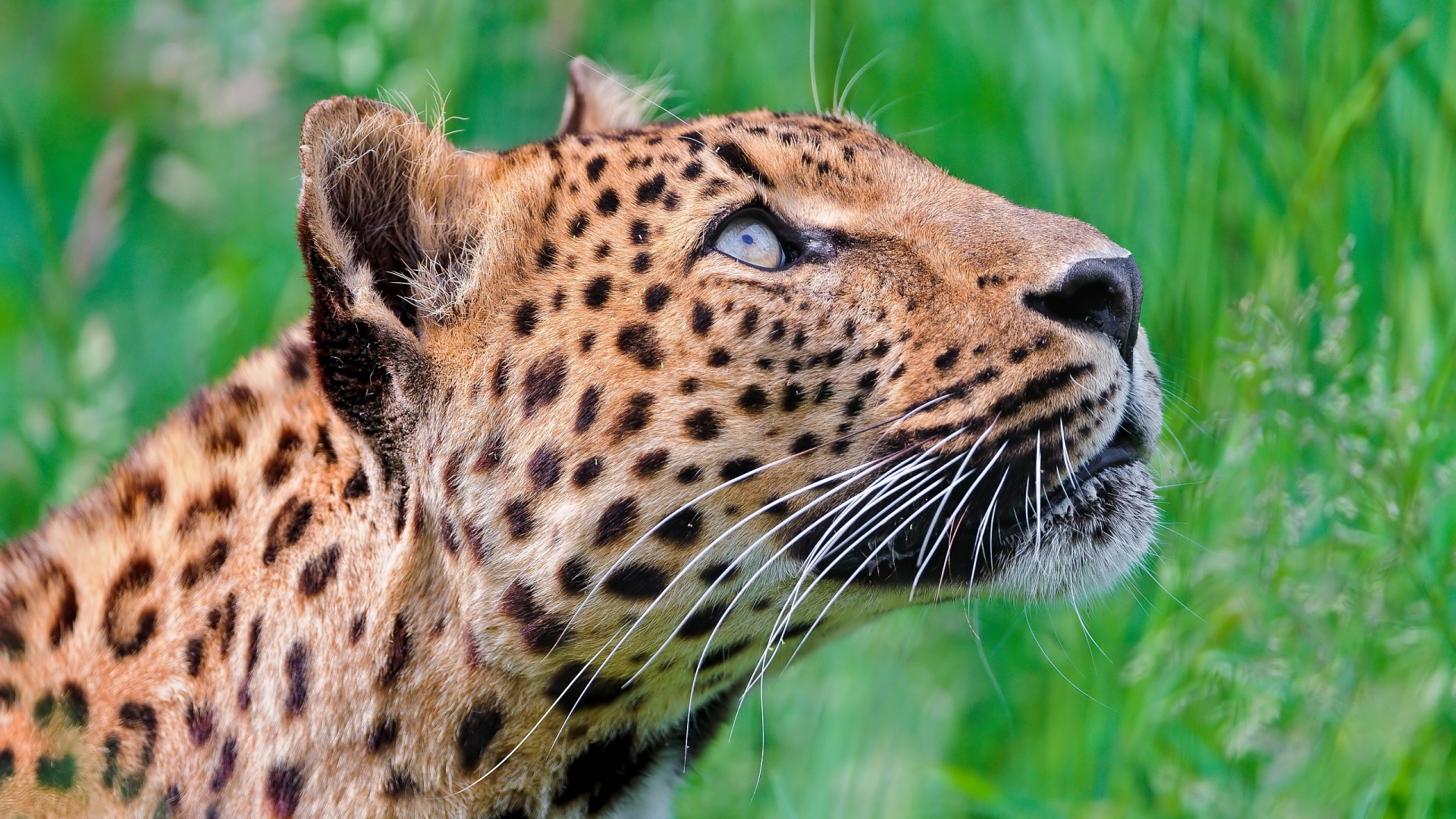 Free download wallpaper Leopard, Cats, Animal on your PC desktop