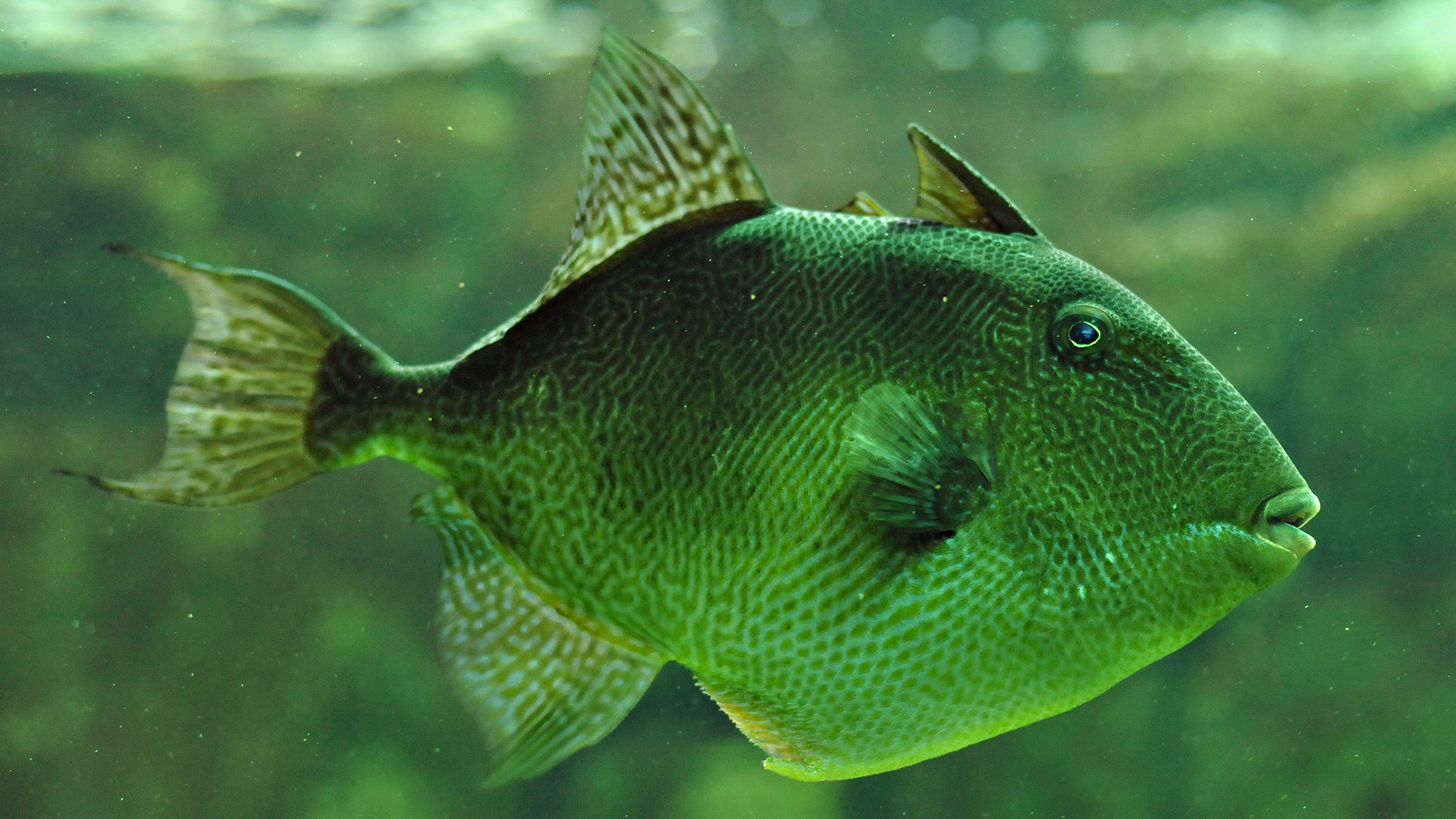 Téléchargez des papiers peints mobile Animaux, Poisson, Des Poissons gratuitement.