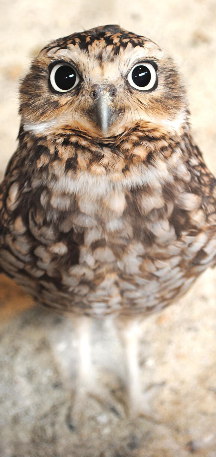 Download mobile wallpaper Birds, Owl, Bird, Beak, Animal for free.
