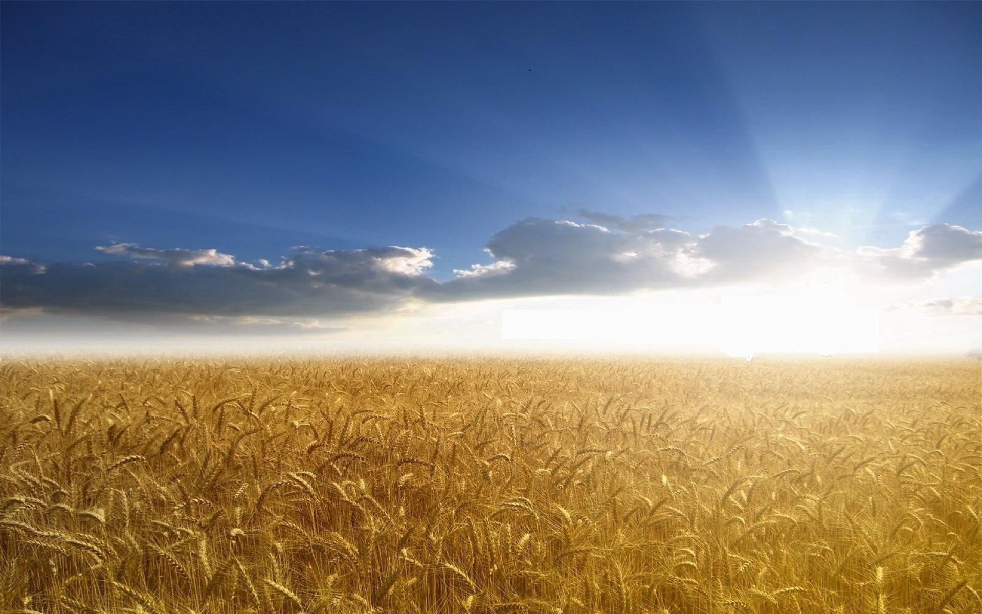 無料モバイル壁紙小麦, 地球をダウンロードします。