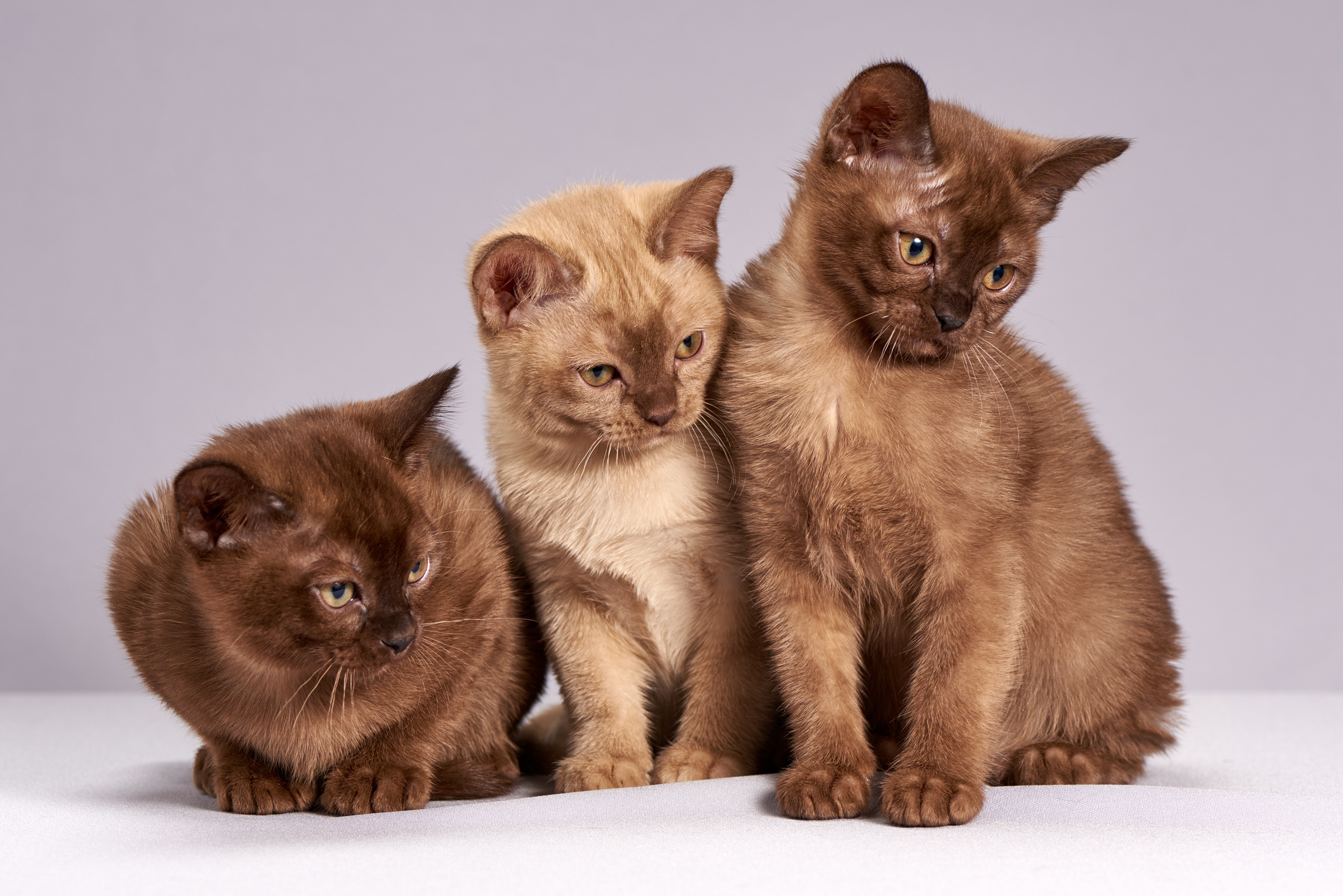 無料モバイル壁紙動物, ネコ, 猫をダウンロードします。