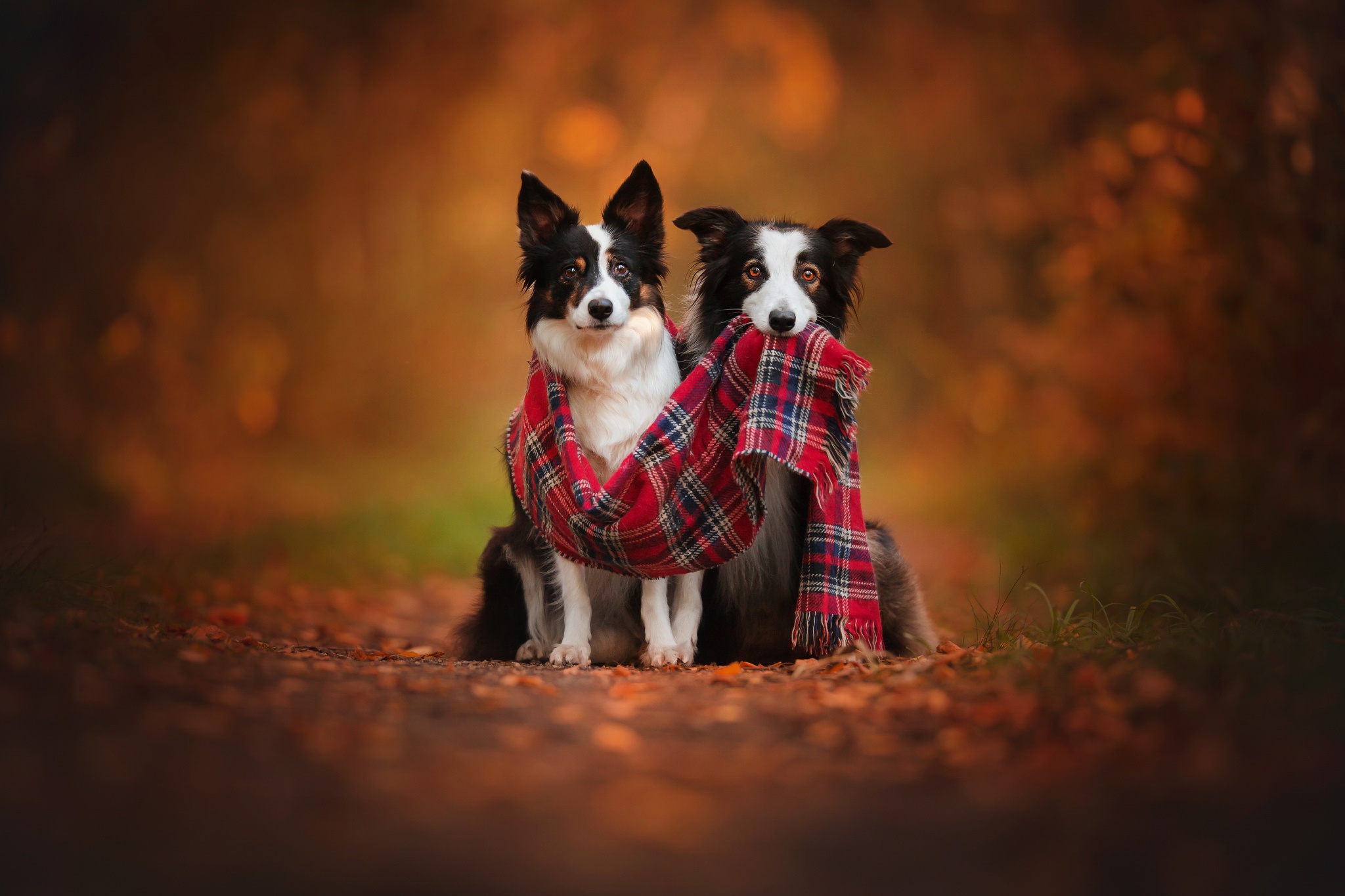 Download mobile wallpaper Dogs, Dog, Fall, Animal, Scarf, Border Collie, Depth Of Field for free.