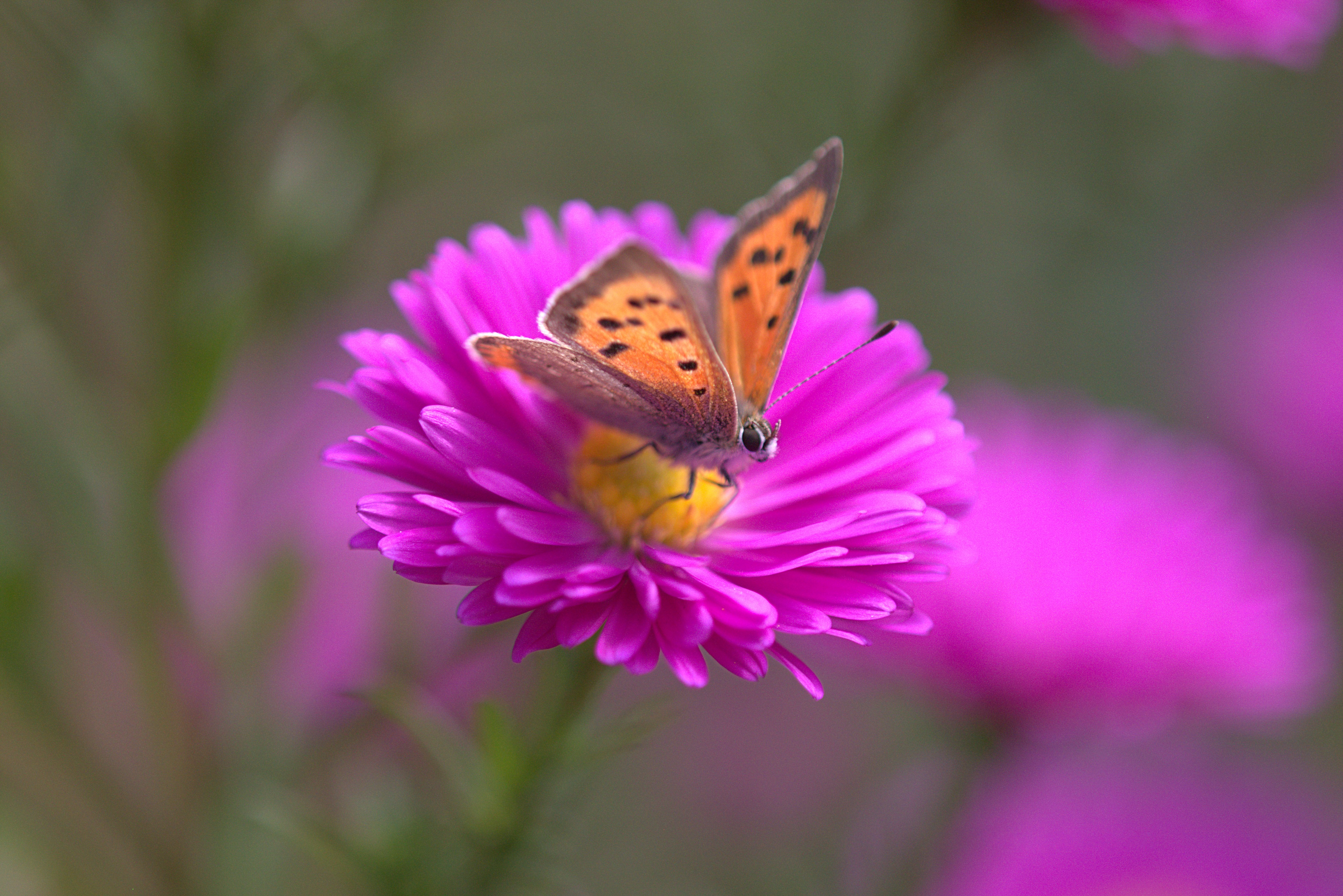 Download mobile wallpaper Macro, Butterfly, Animal, Pink Flower for free.