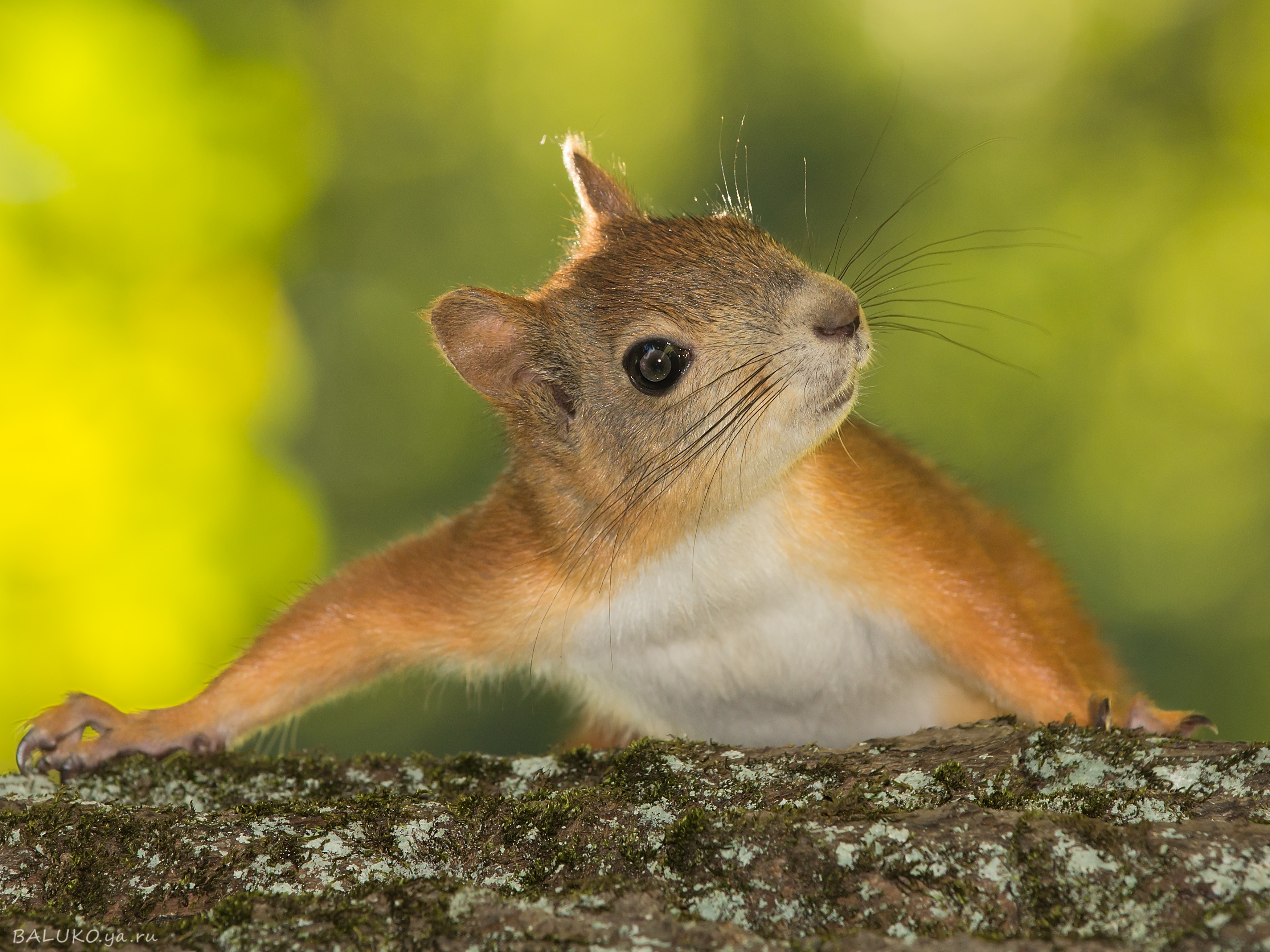 Cool Wallpapers animal, squirrel