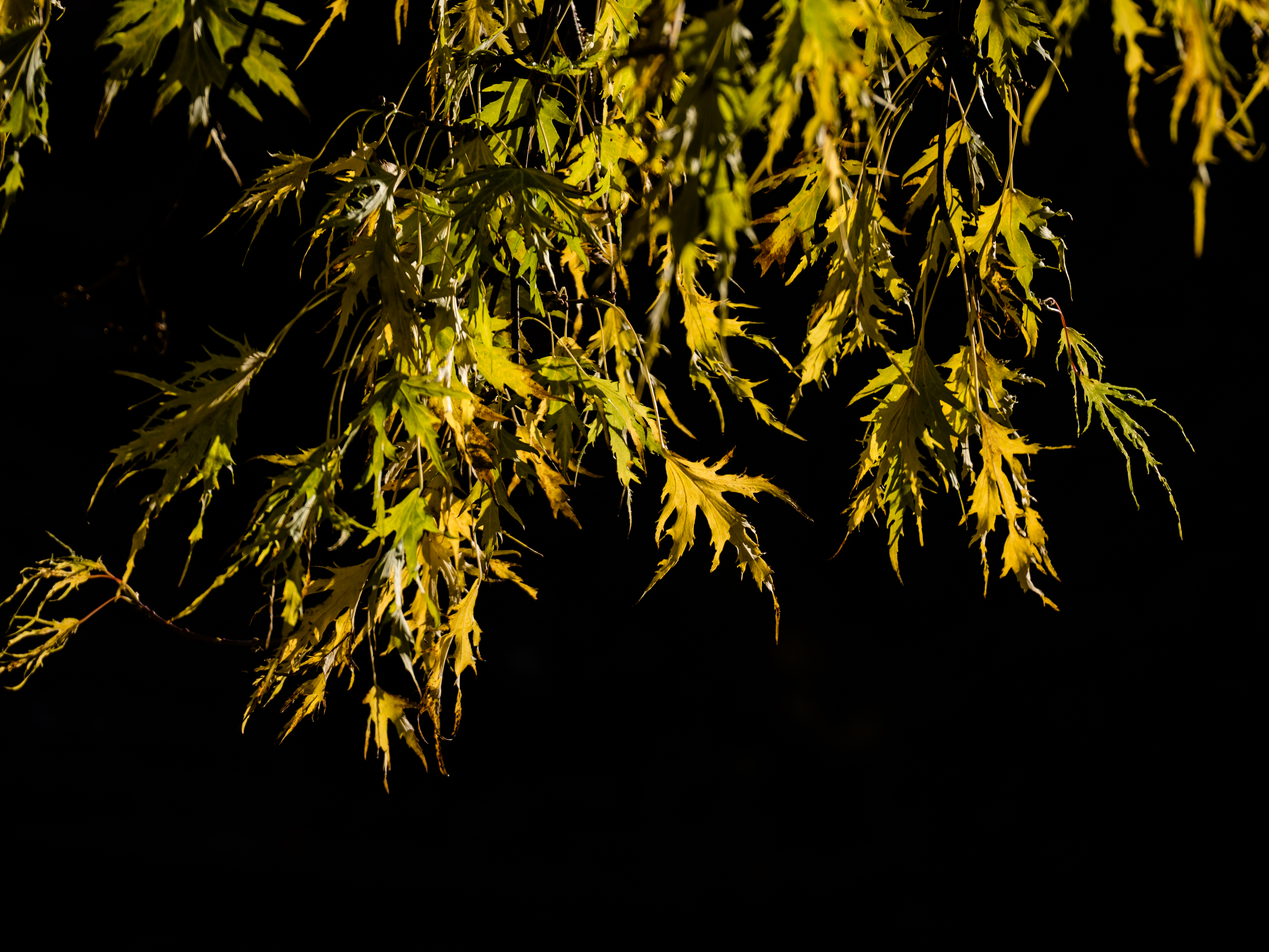 black background, nature, leaves, branches