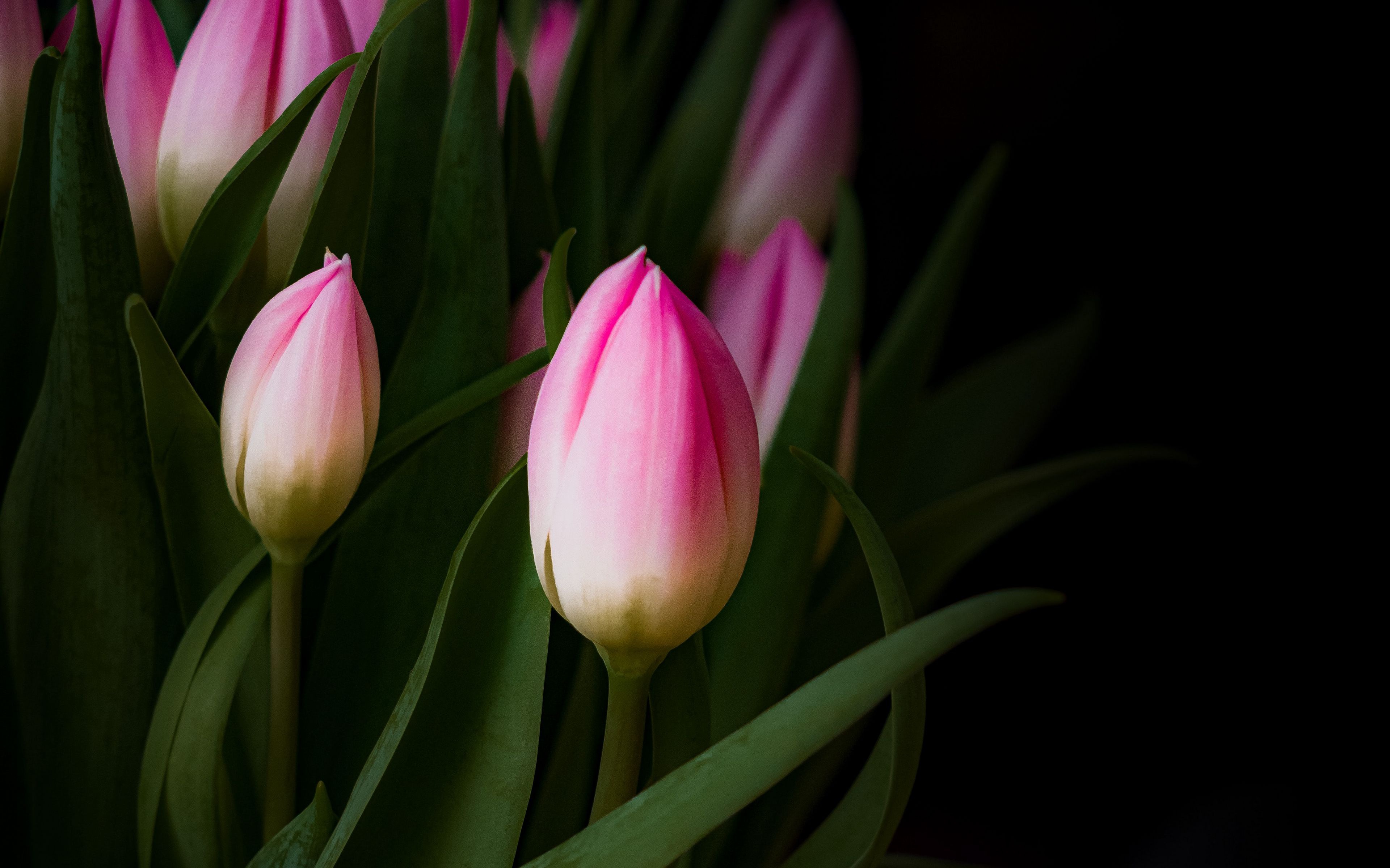 Téléchargez gratuitement l'image Fleurs, Tulipe, Terre/nature sur le bureau de votre PC