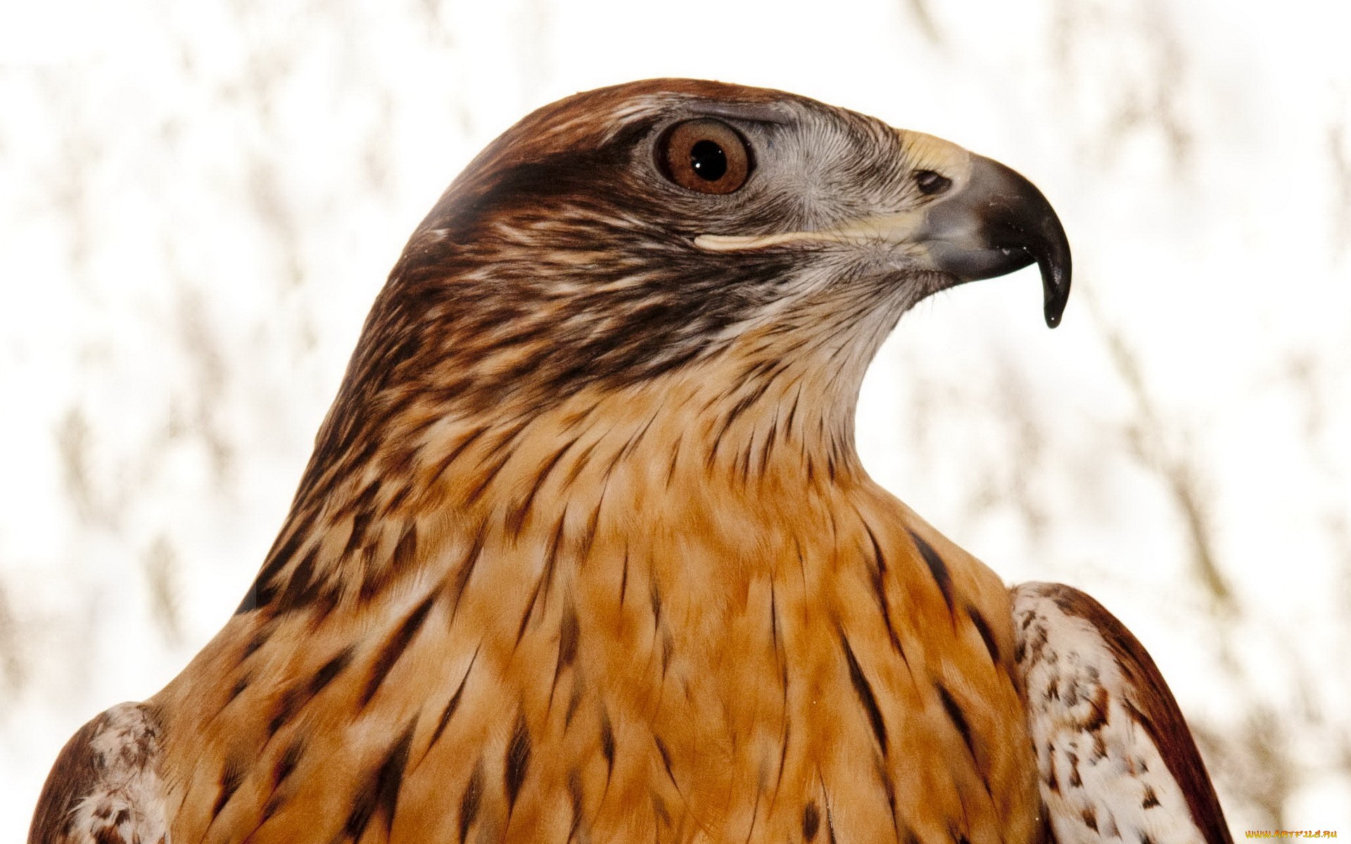 Free download wallpaper Birds, Animal, Hawk on your PC desktop