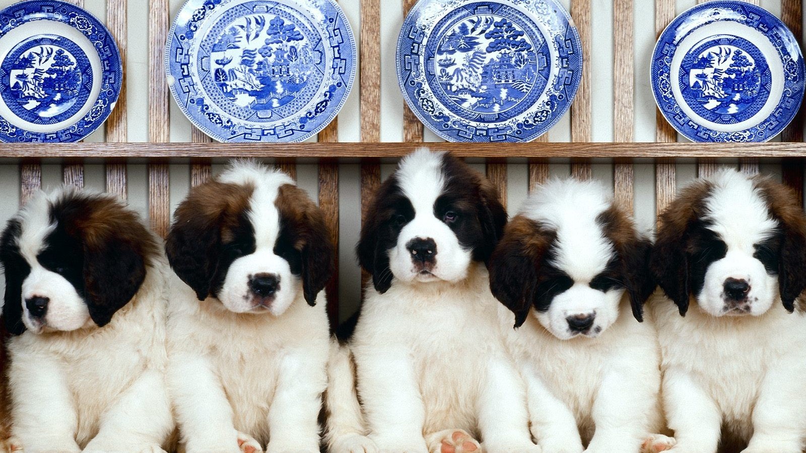1503354画像をダウンロード動物, セントバーナード, 可愛い, 犬, 子犬-壁紙とスクリーンセーバーを無料で