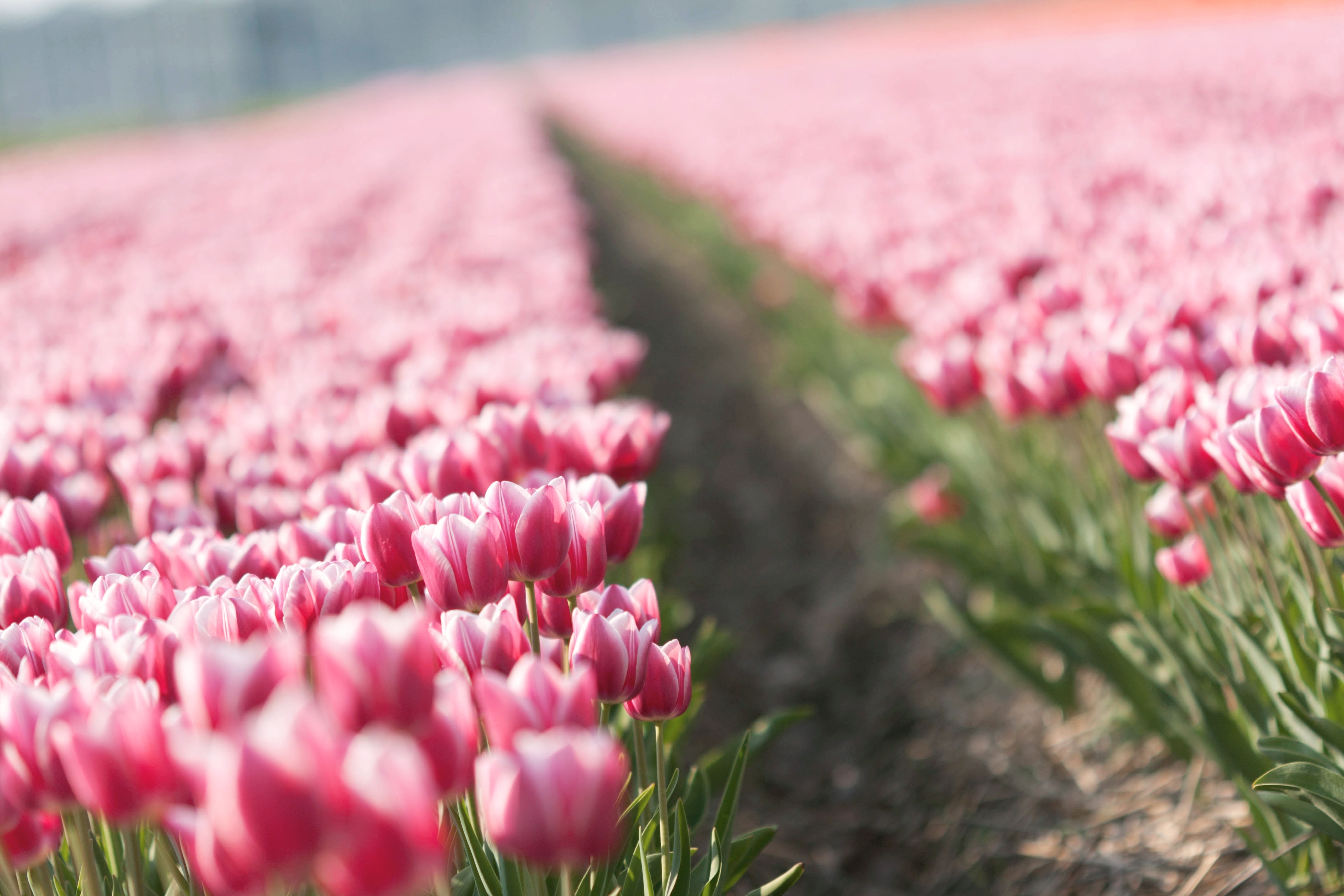 Téléchargez gratuitement l'image Fleurs, Fleur, Tulipe, Terre/nature sur le bureau de votre PC