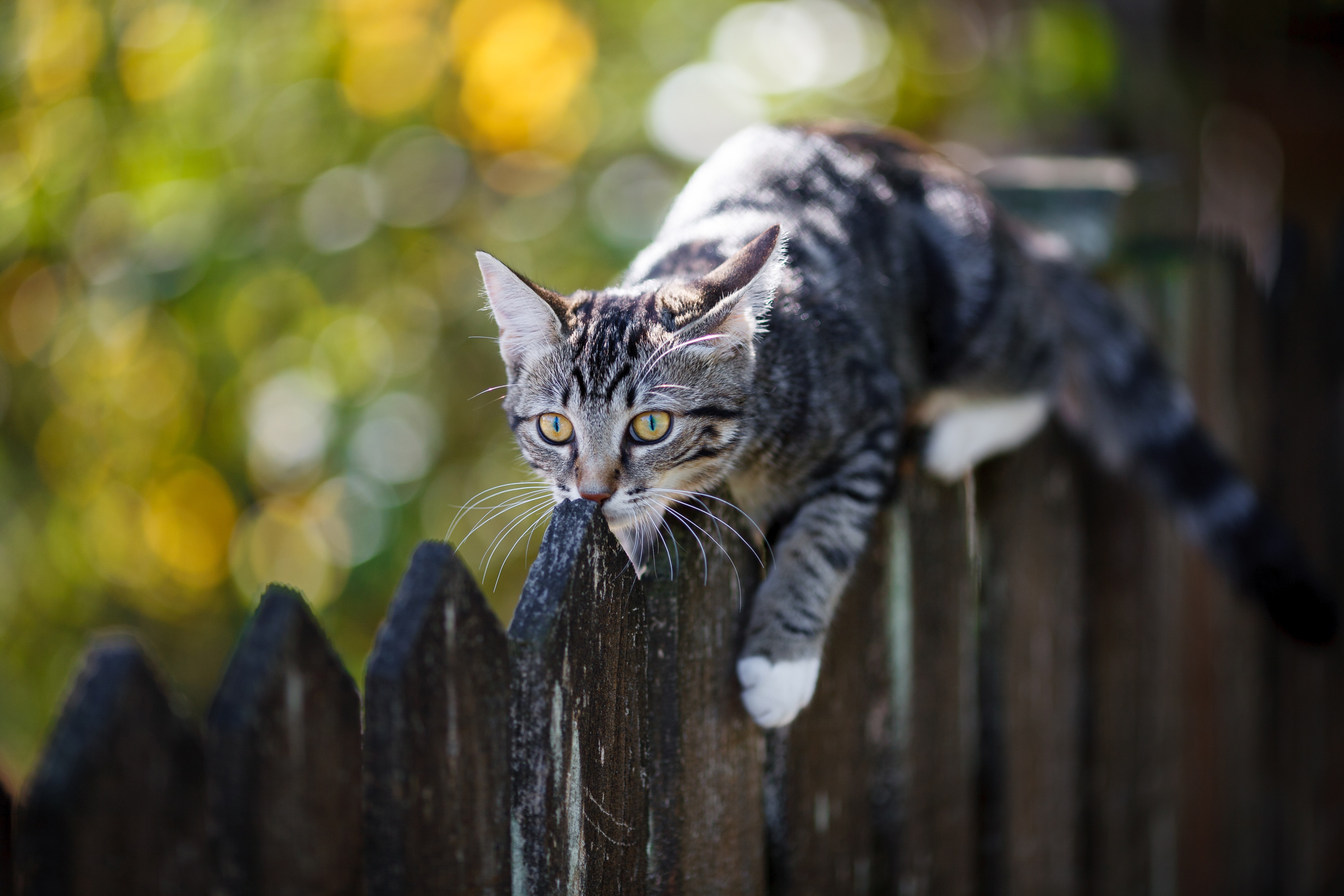 Descarga gratuita de fondo de pantalla para móvil de Animales, Gatos, Gato, Profundidad De Campo.