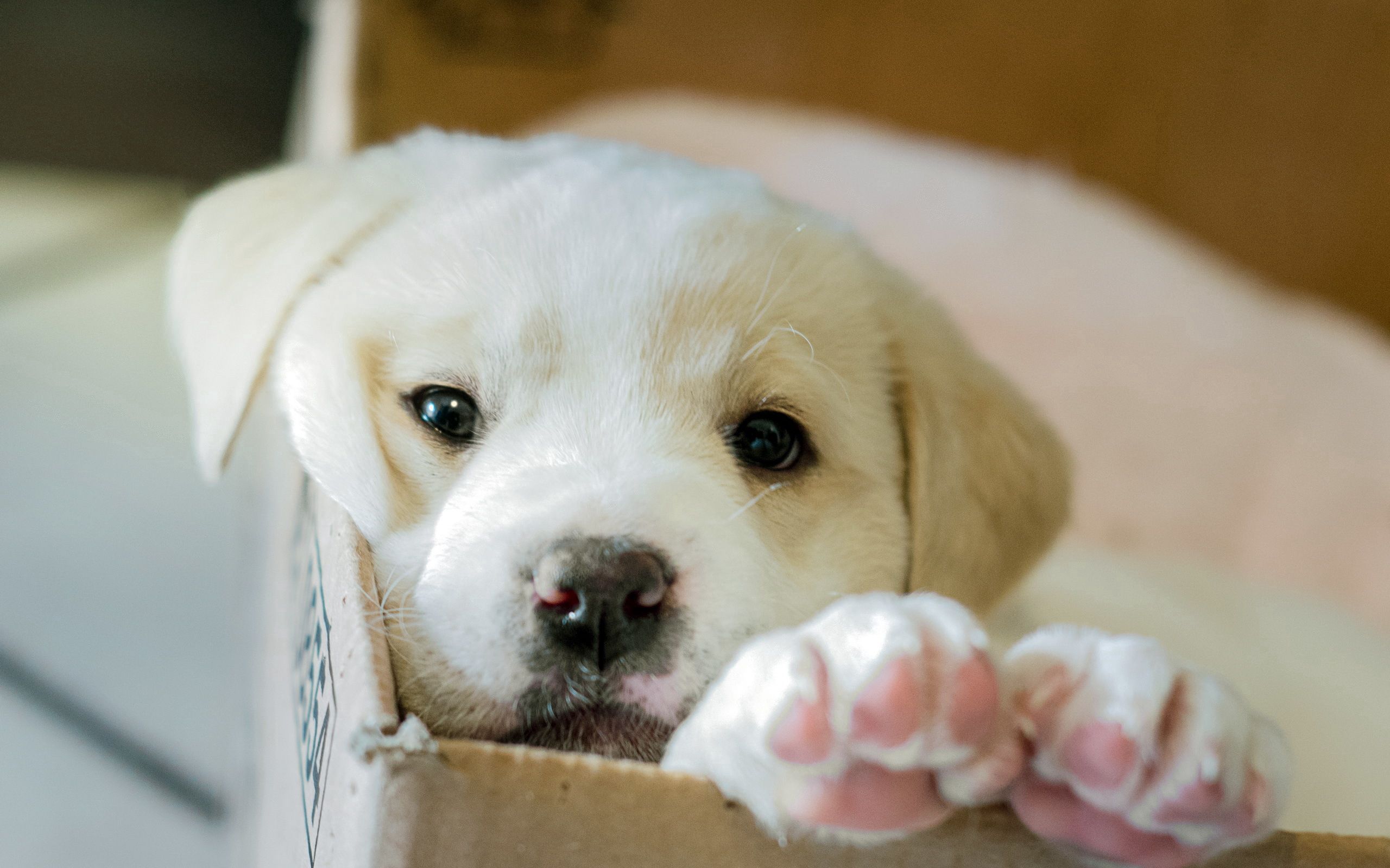 dog, animals, box, puppy 8K