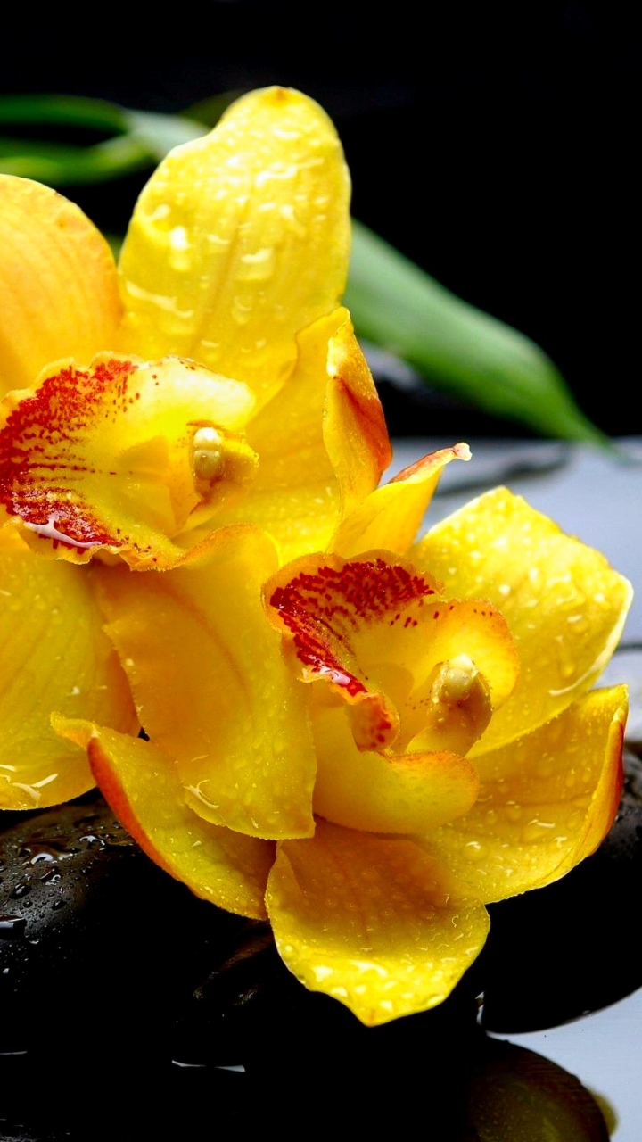 Descarga gratuita de fondo de pantalla para móvil de Flores, Agua, Flor, Piedra, Primavera, Orquídea, Flor Amarilla, Zen, Tierra/naturaleza.