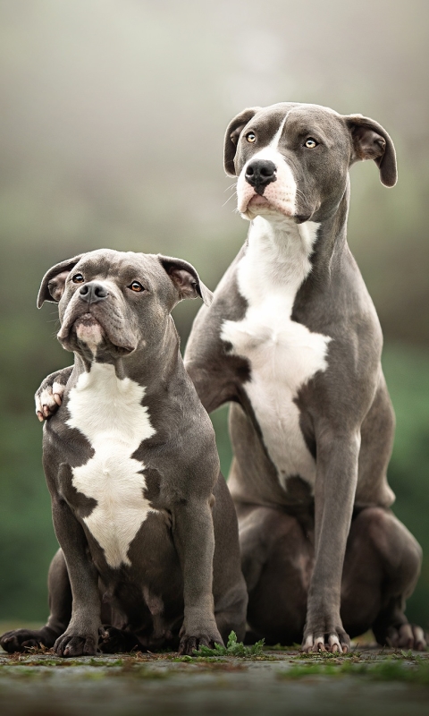 Download mobile wallpaper Dogs, Dog, Animal, American Pit Bull Terrier for free.