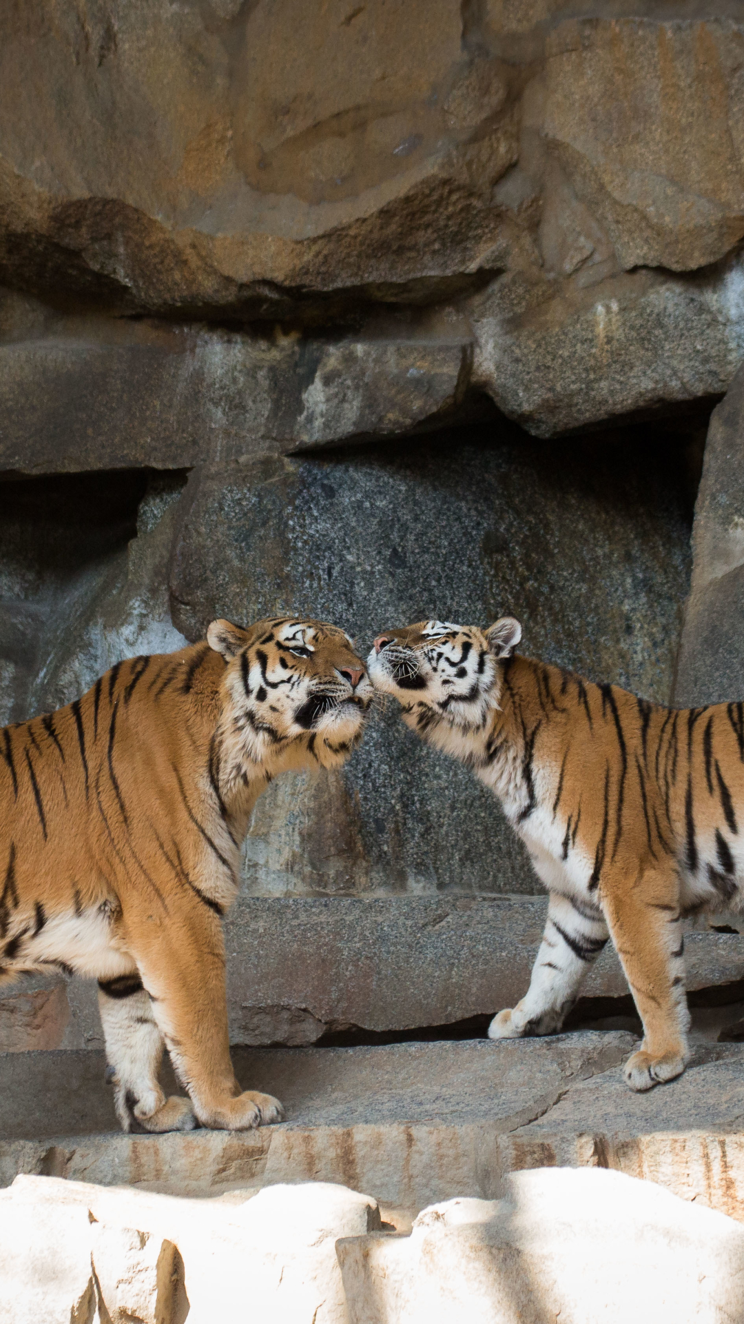 Скачать картинку Животные, Любовь, Тигр, Зоопарк, Кошки в телефон бесплатно.