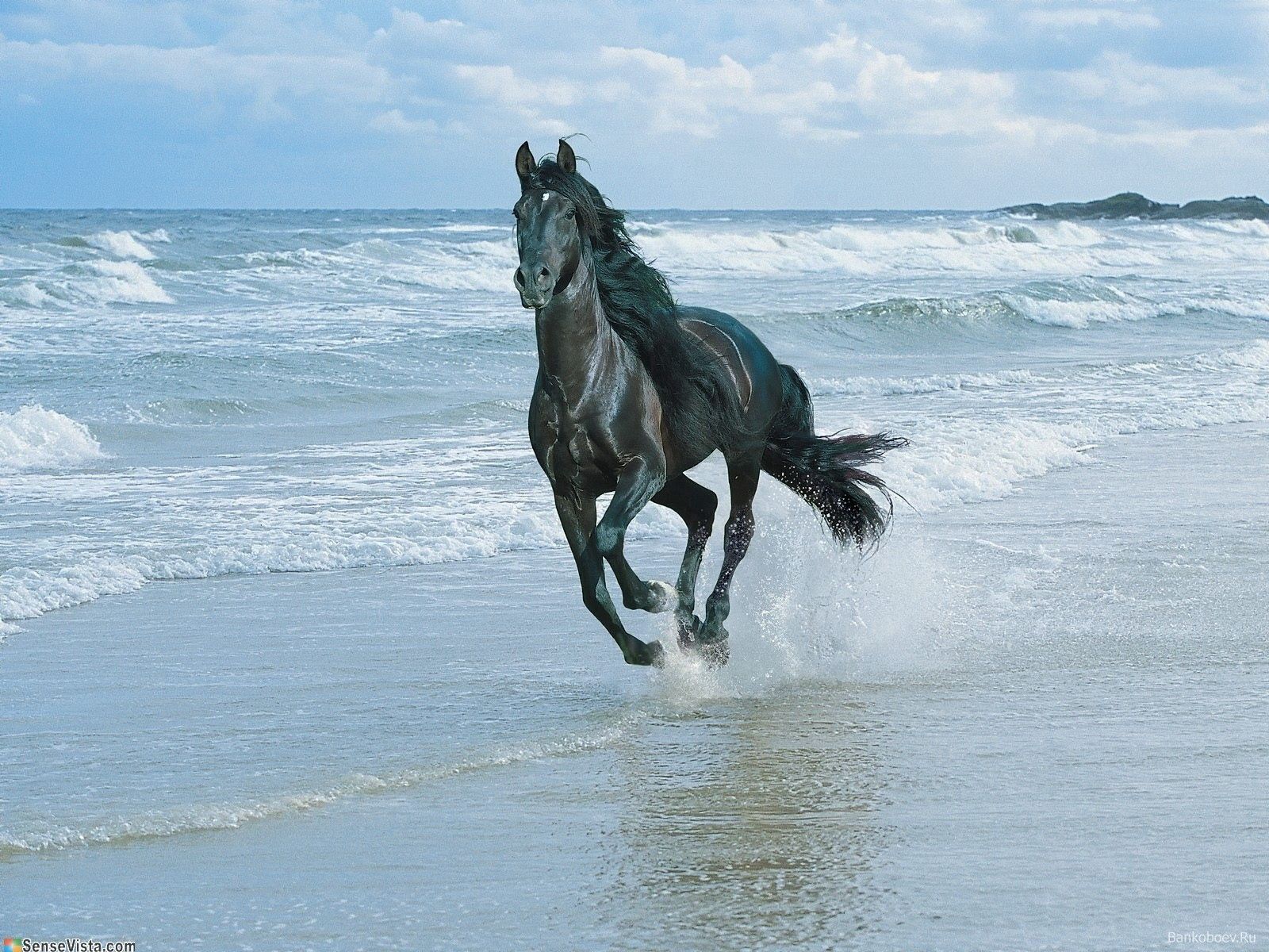 horse, run away, animals, sand, shore, bank, spray, run