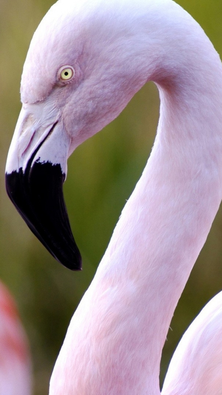 Download mobile wallpaper Birds, Flamingo, Animal for free.