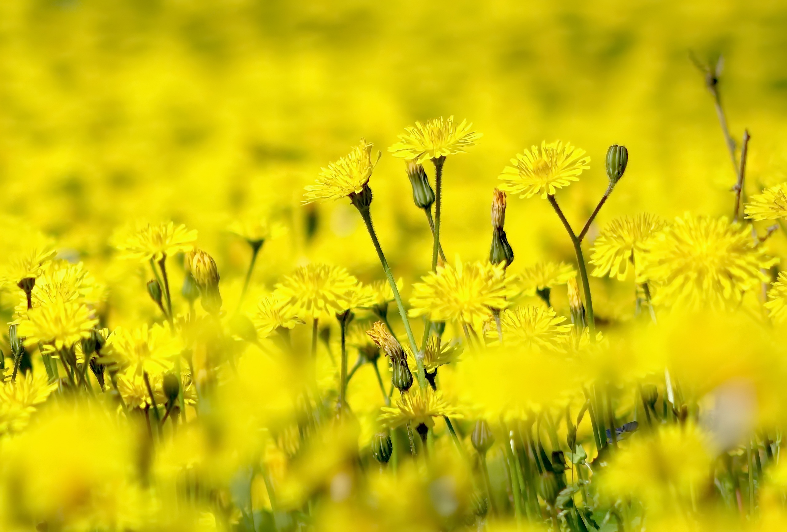 Laden Sie das Natur, Löwenzahn, Sommer, Blume, Verwischen, Gelbe Blume, Erde/natur-Bild kostenlos auf Ihren PC-Desktop herunter