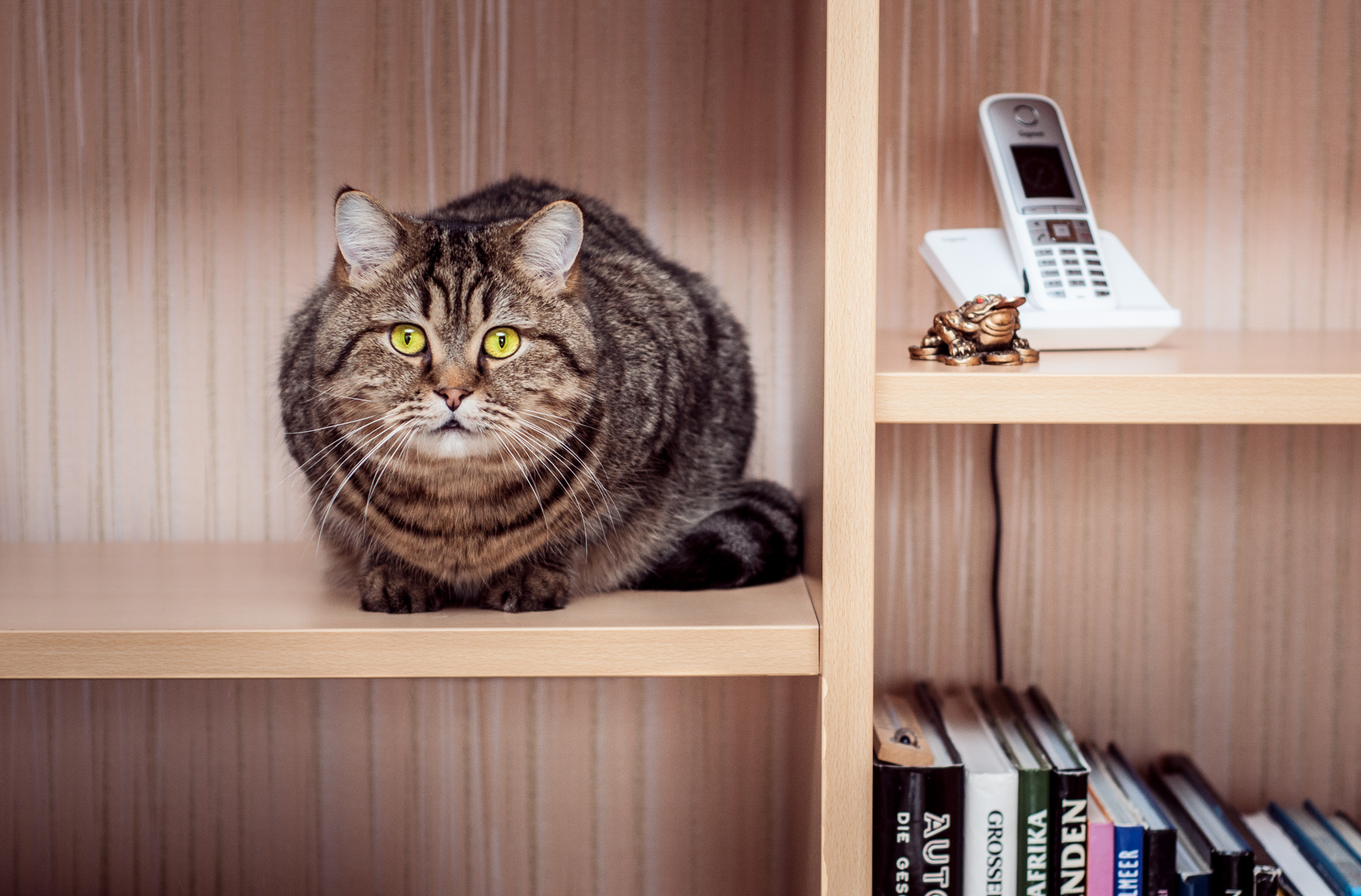 Baixe gratuitamente a imagem Animais, Gatos, Gato na área de trabalho do seu PC