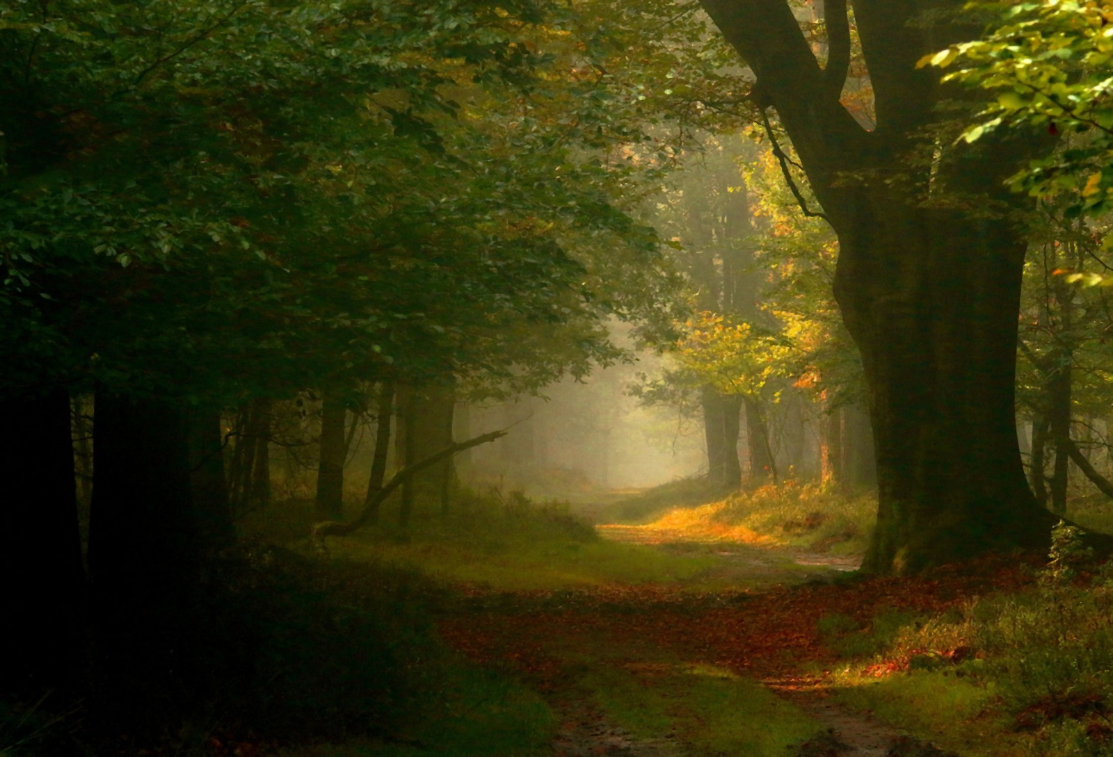 Téléchargez gratuitement l'image Automne, Forêt, Arbre, Brouillard, Terre/nature sur le bureau de votre PC