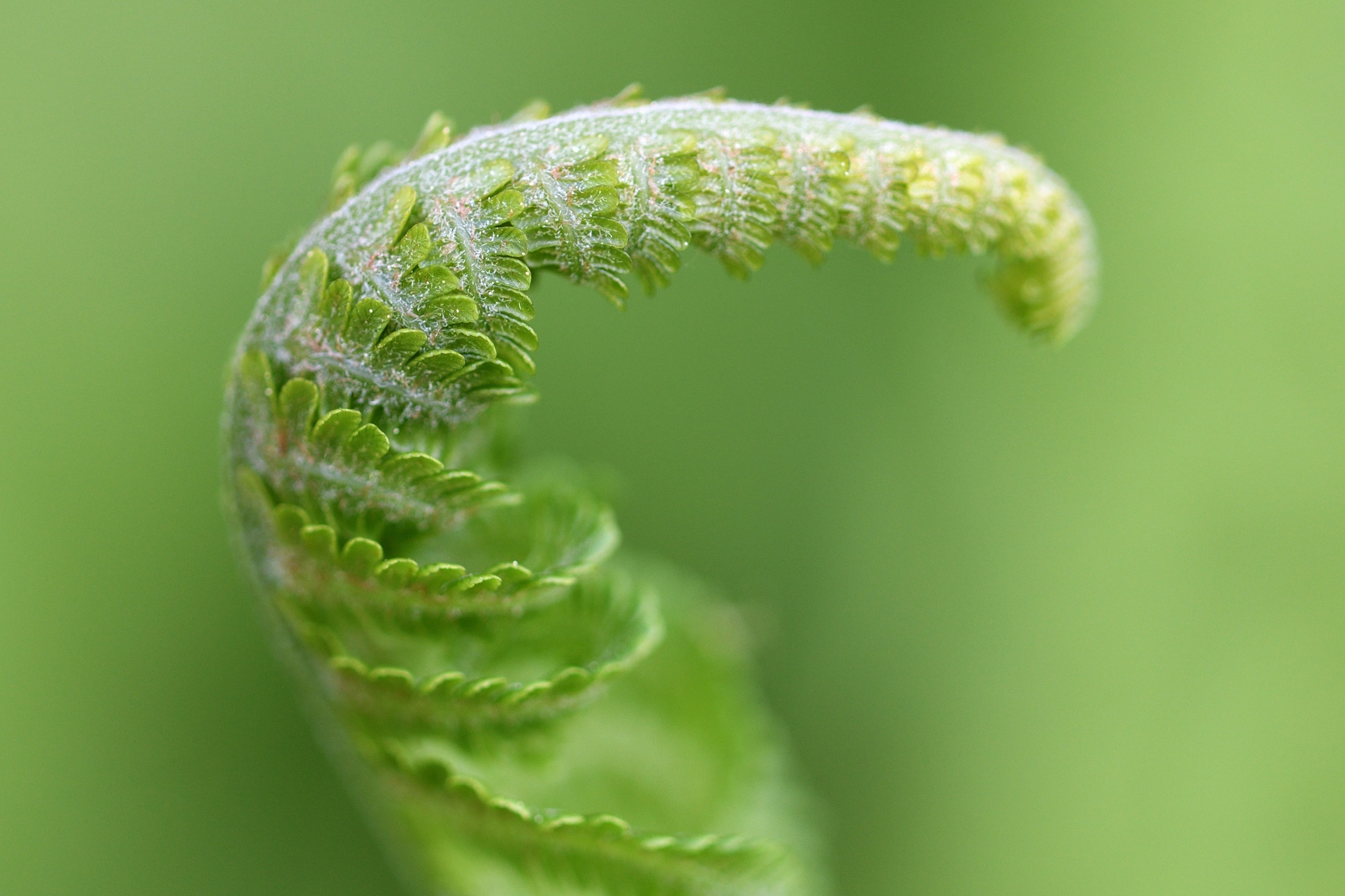 Download mobile wallpaper Nature, Macro, Fern, Earth, Greenery for free.