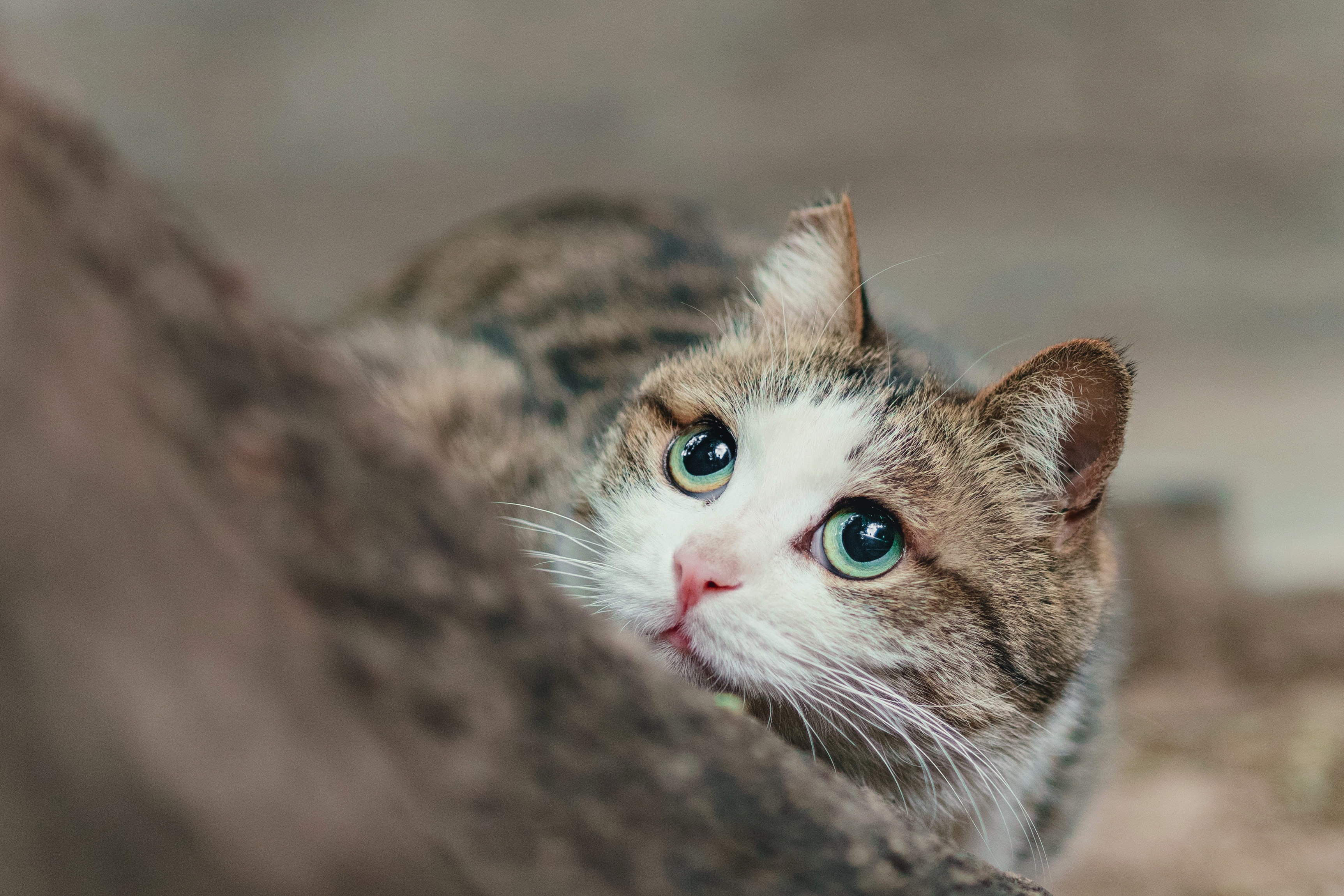 Laden Sie das Tiere, Katzen, Katze-Bild kostenlos auf Ihren PC-Desktop herunter