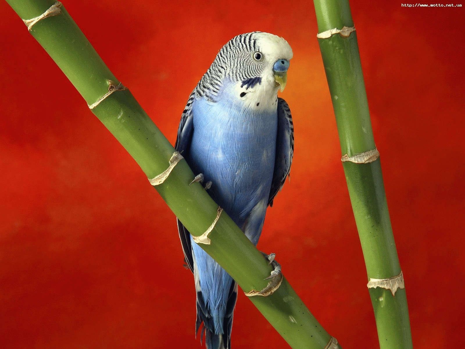 birds, parrots, animals HD wallpaper