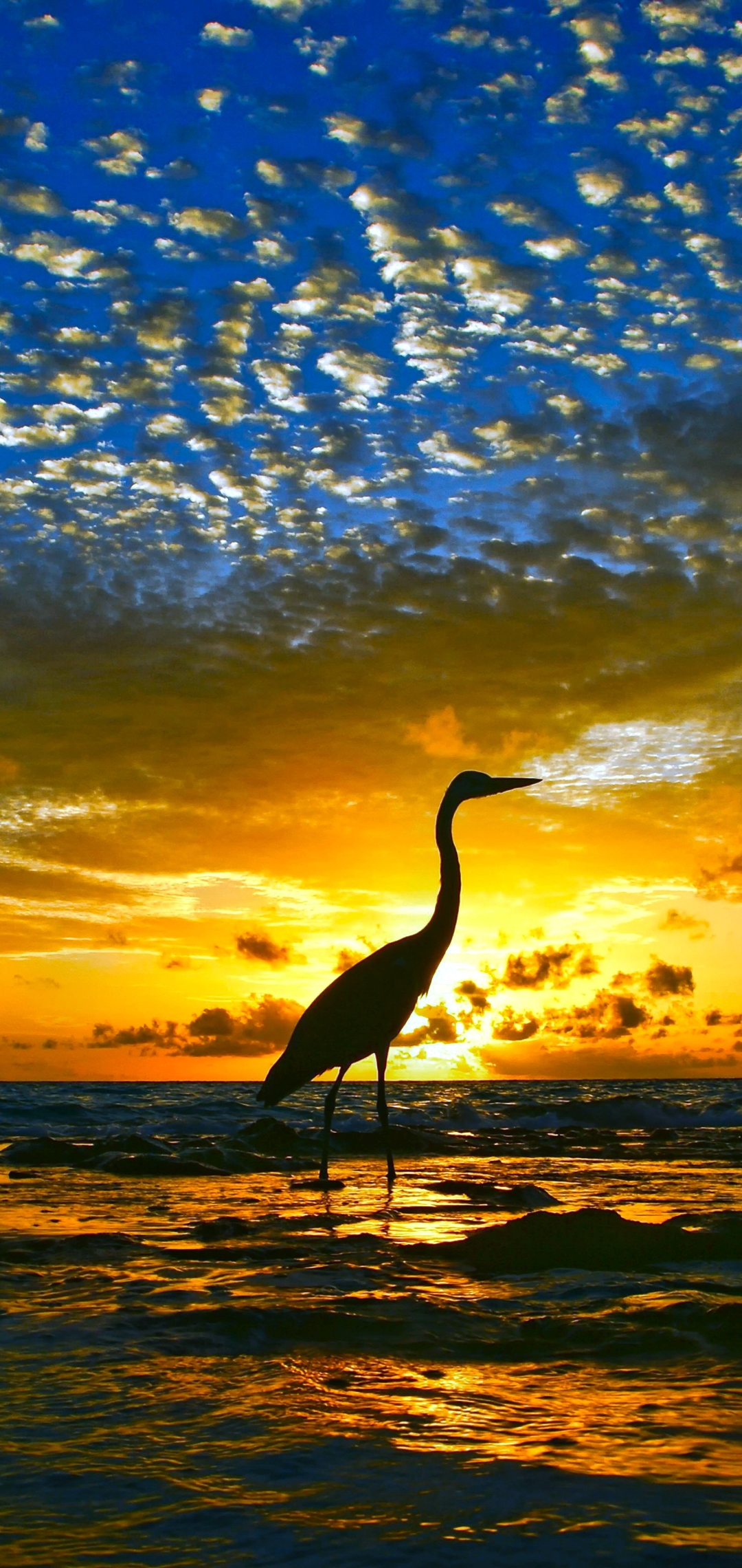 無料モバイル壁紙動物, 鳥, 水, 日没, ヘロン, 地平線, 海洋をダウンロードします。