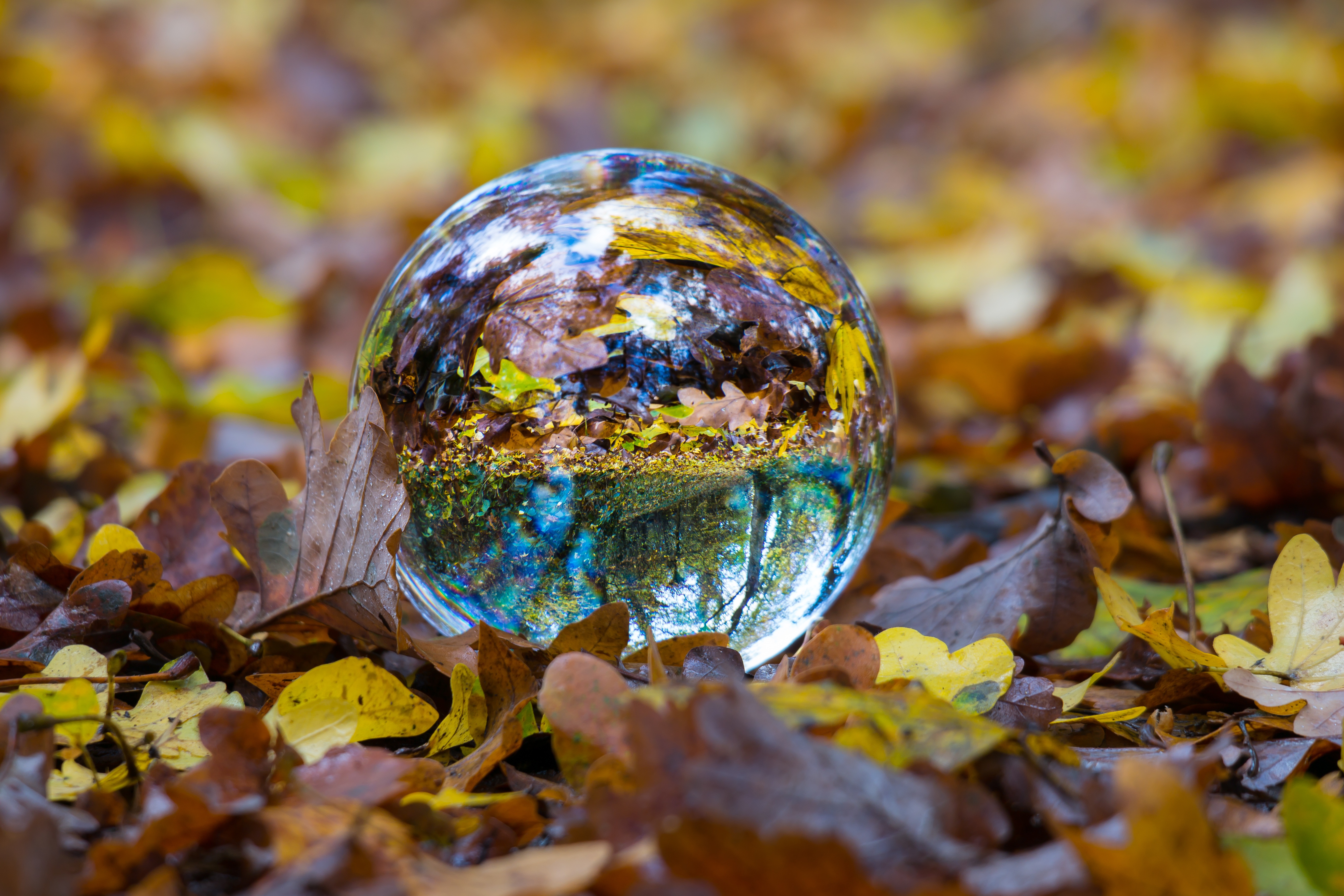 87109 завантажити картинку осінь, природа, листя, склянка, куля, м'яч, скляний, сфера - шпалери і заставки безкоштовно