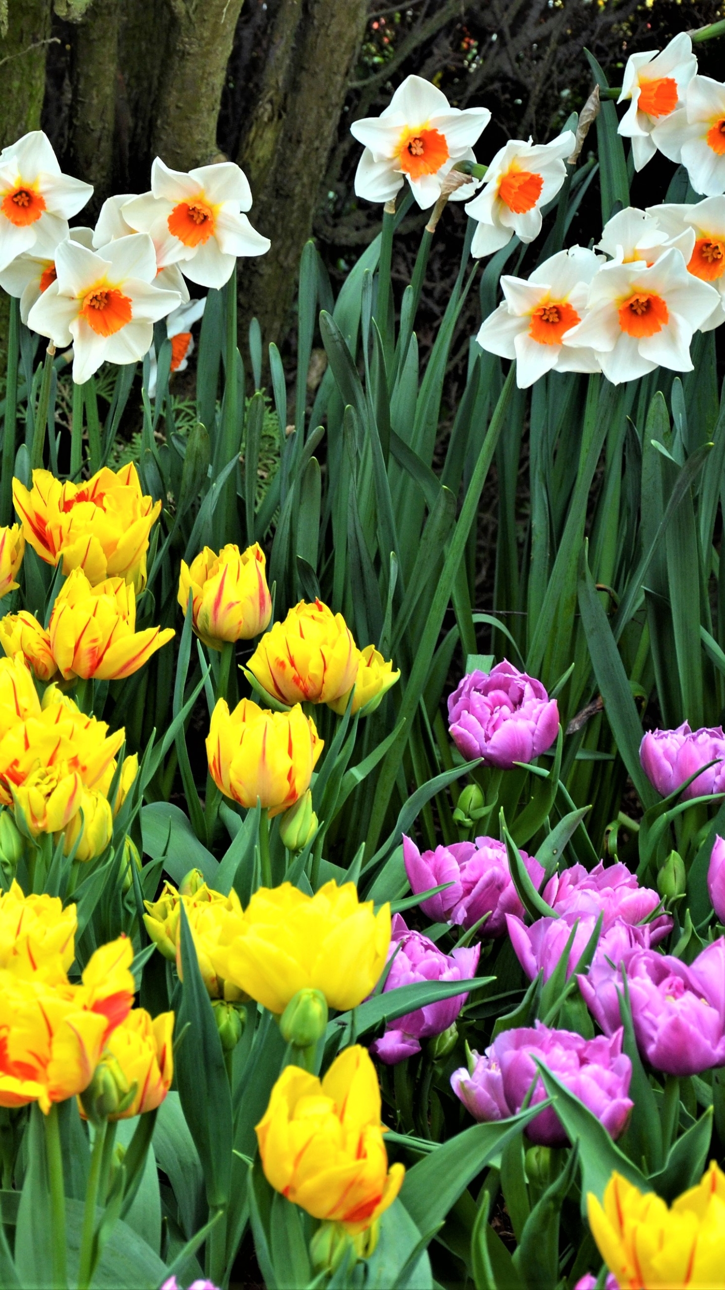 Скачати мобільні шпалери Квітка, Земля, Весна, Нарцис, Тюльпан, Жовта Квітка, Біла Квітка, Флауерзи безкоштовно.
