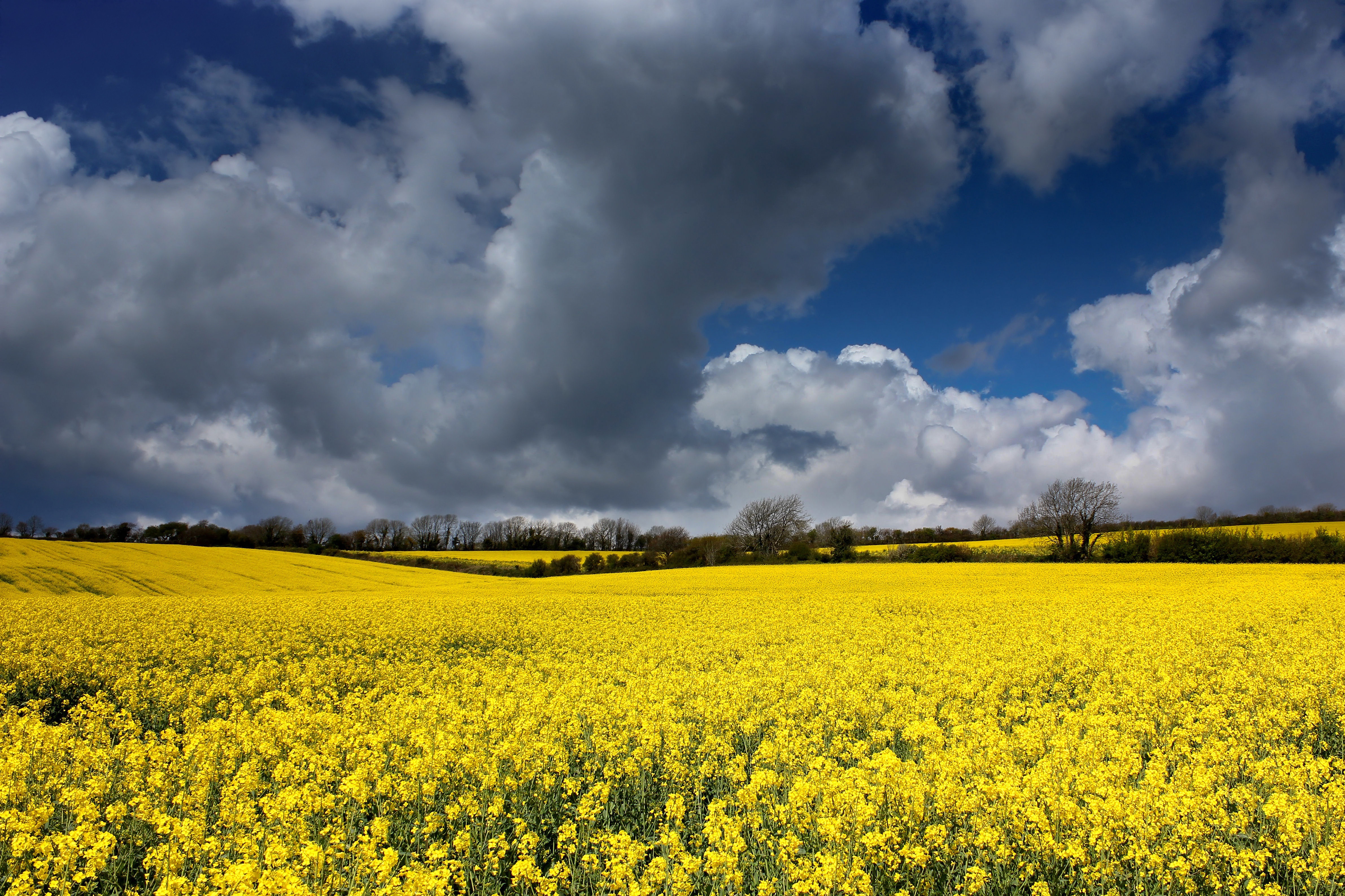 Download mobile wallpaper Earth, Field, Rapeseed for free.