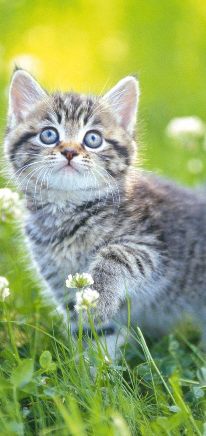 Download mobile wallpaper Cats, Cat, Kitten, Animal, Spring, Cute, Baby Animal for free.