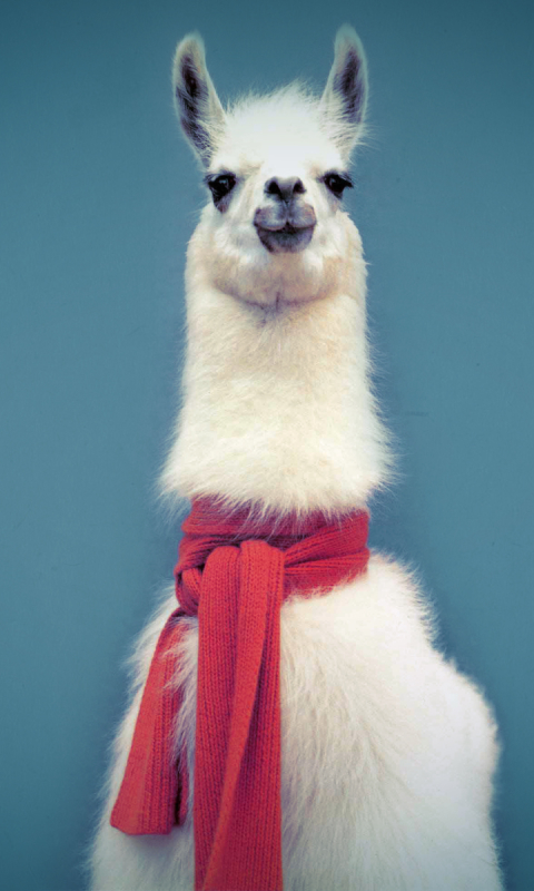 animal, llama wallpapers for tablet