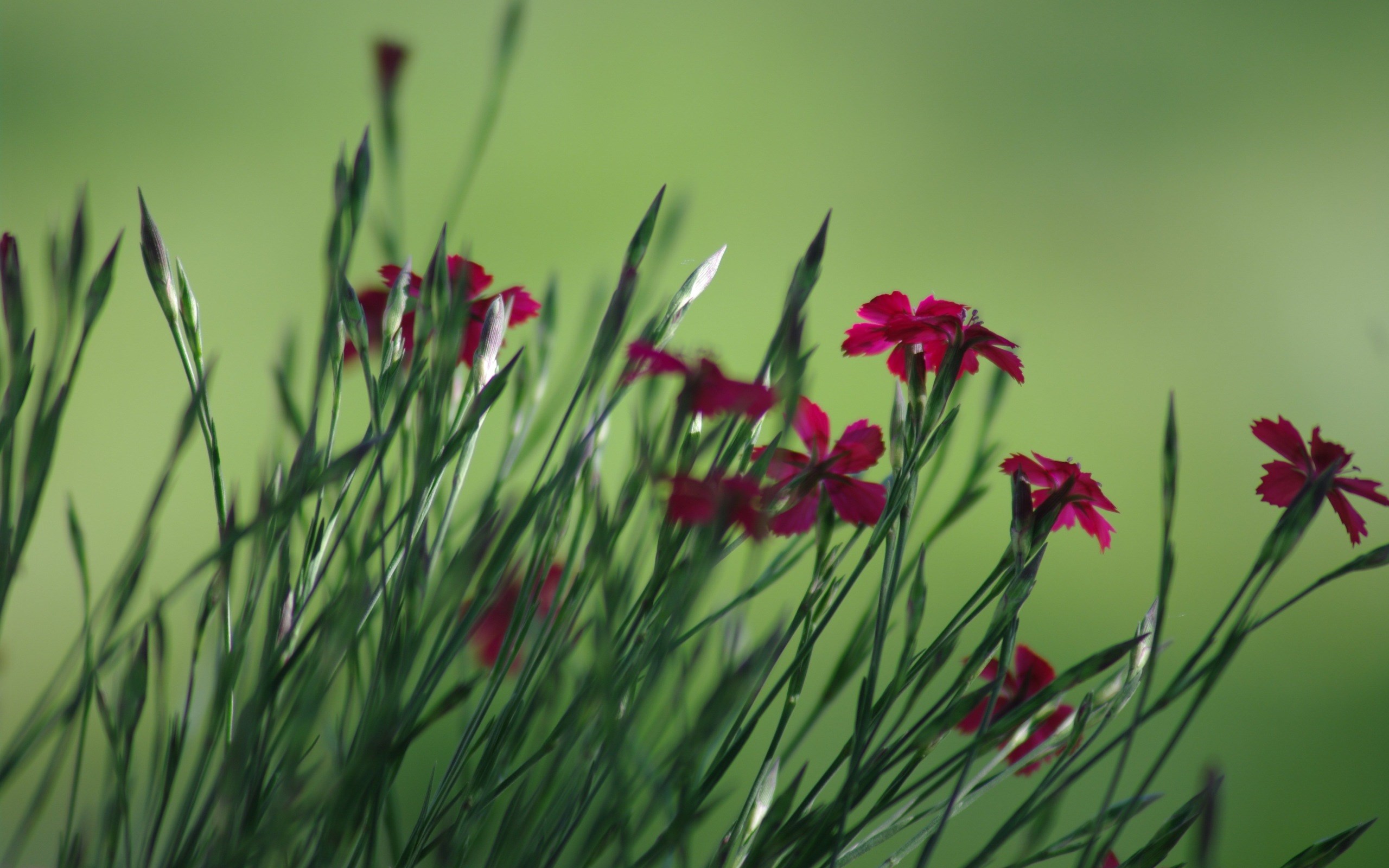 Handy-Wallpaper Blumen, Blume, Erde/natur kostenlos herunterladen.