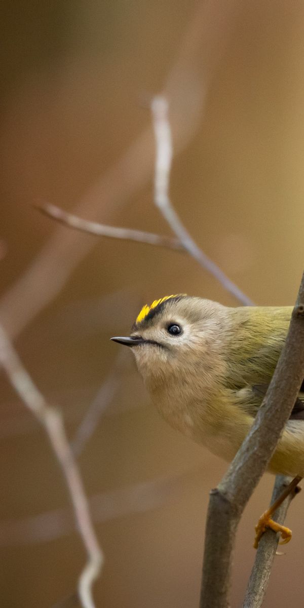 Goldcrest Phone Wallpapers: Free 4K & HD Downloads | mob.org