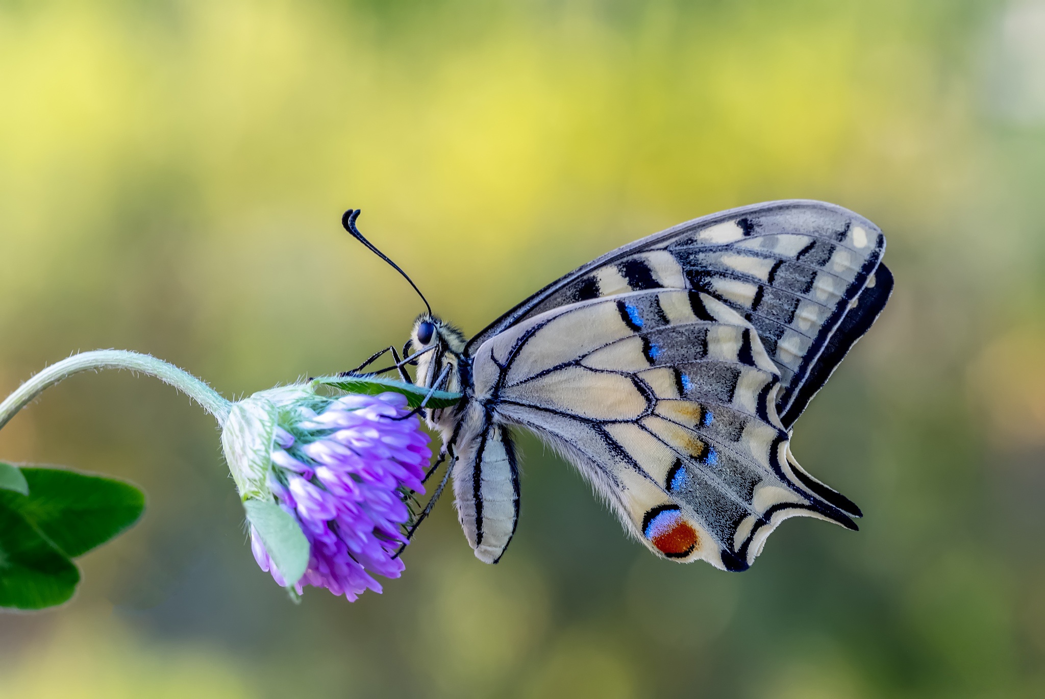 Free download wallpaper Macro, Insect, Butterfly, Animal on your PC desktop